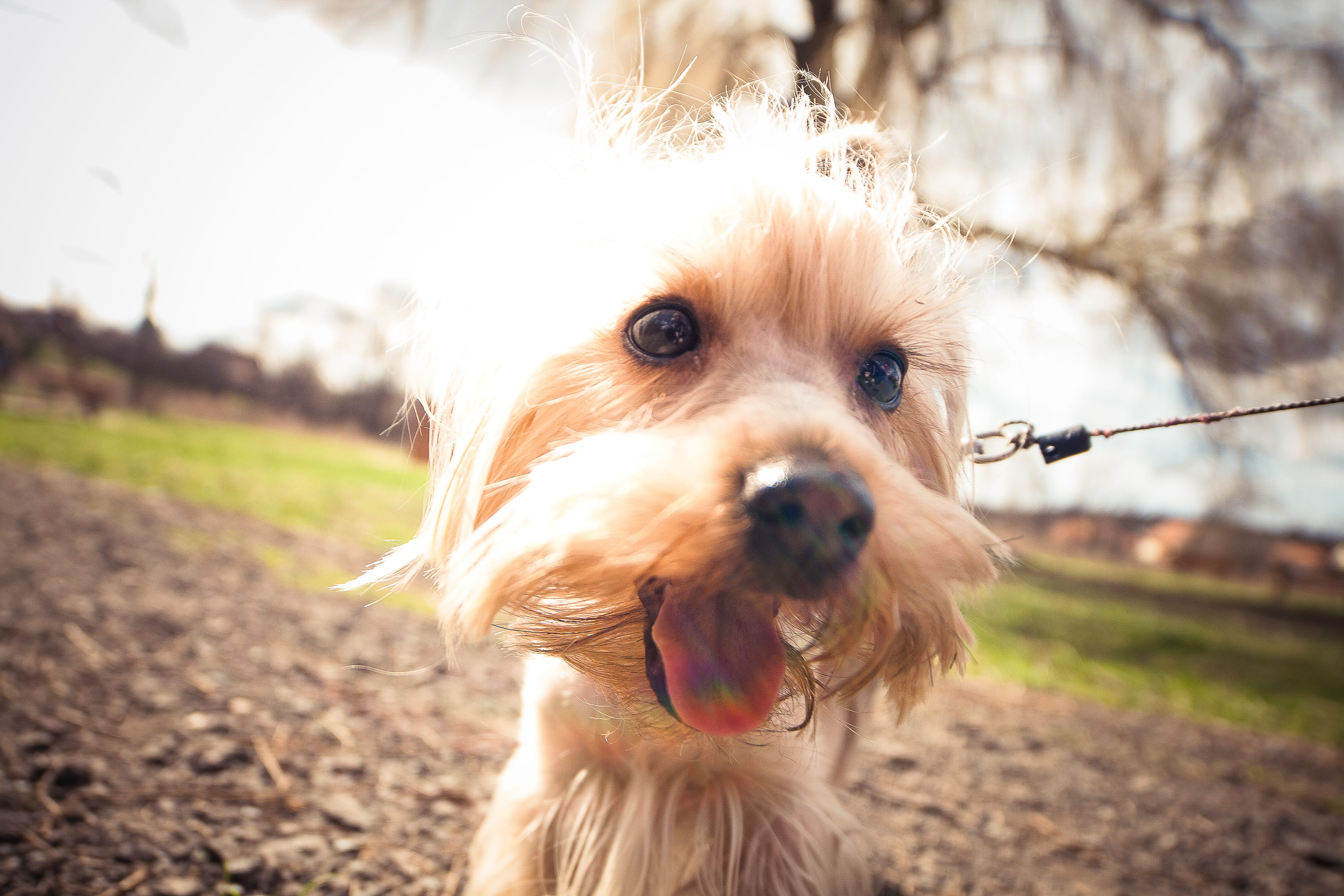 no people, mammal, small, domestic Animals, mouth open, animals, domestic, day, sky, canine, grass, outdoors, portrait, yorkshire Terrier, purebred Dog, HD Wallpaper