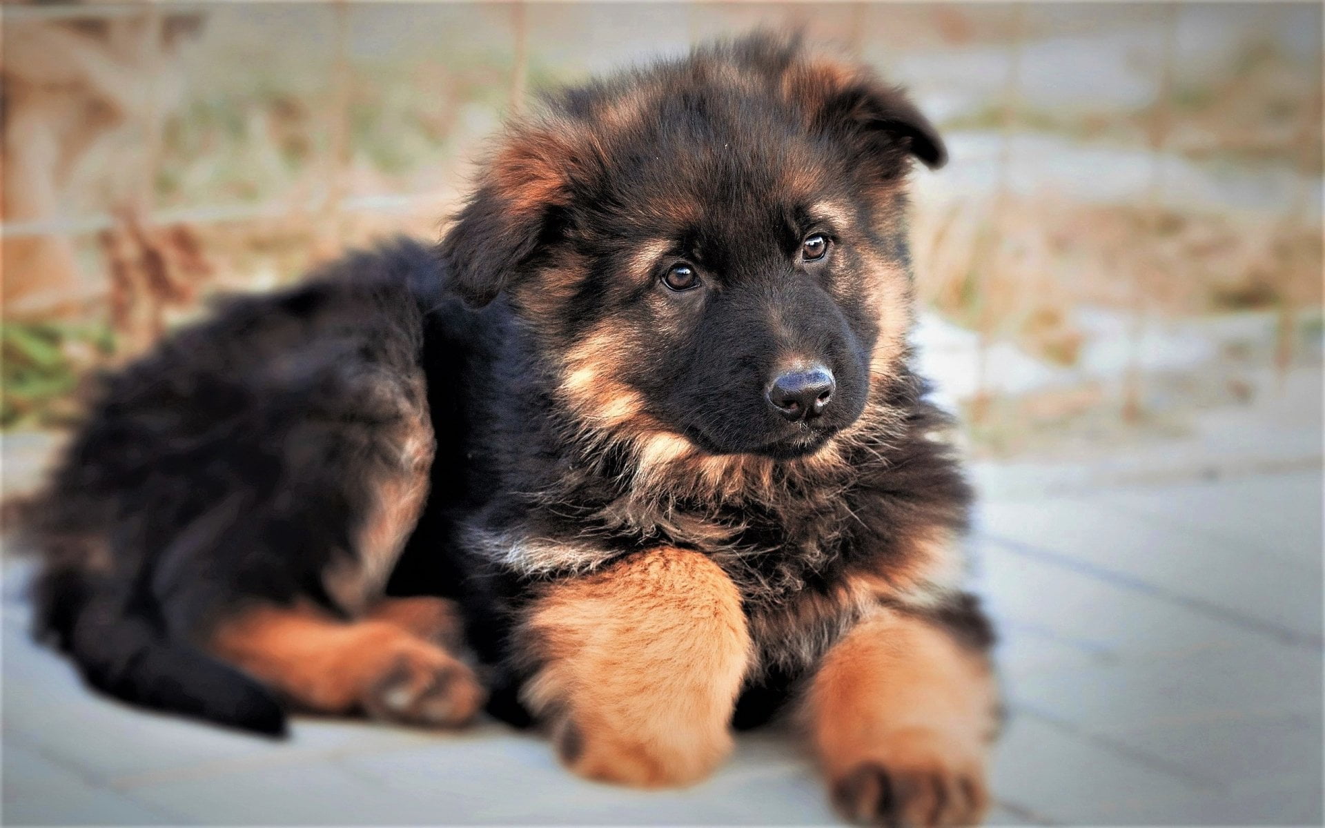 one animal, relaxation, 1080P, Dog, Cute, sitting, looking, domestic, close-up, Baby Animal, no people, Puppy, portrait, purebred dog, domestic animals, HD Wallpaper
