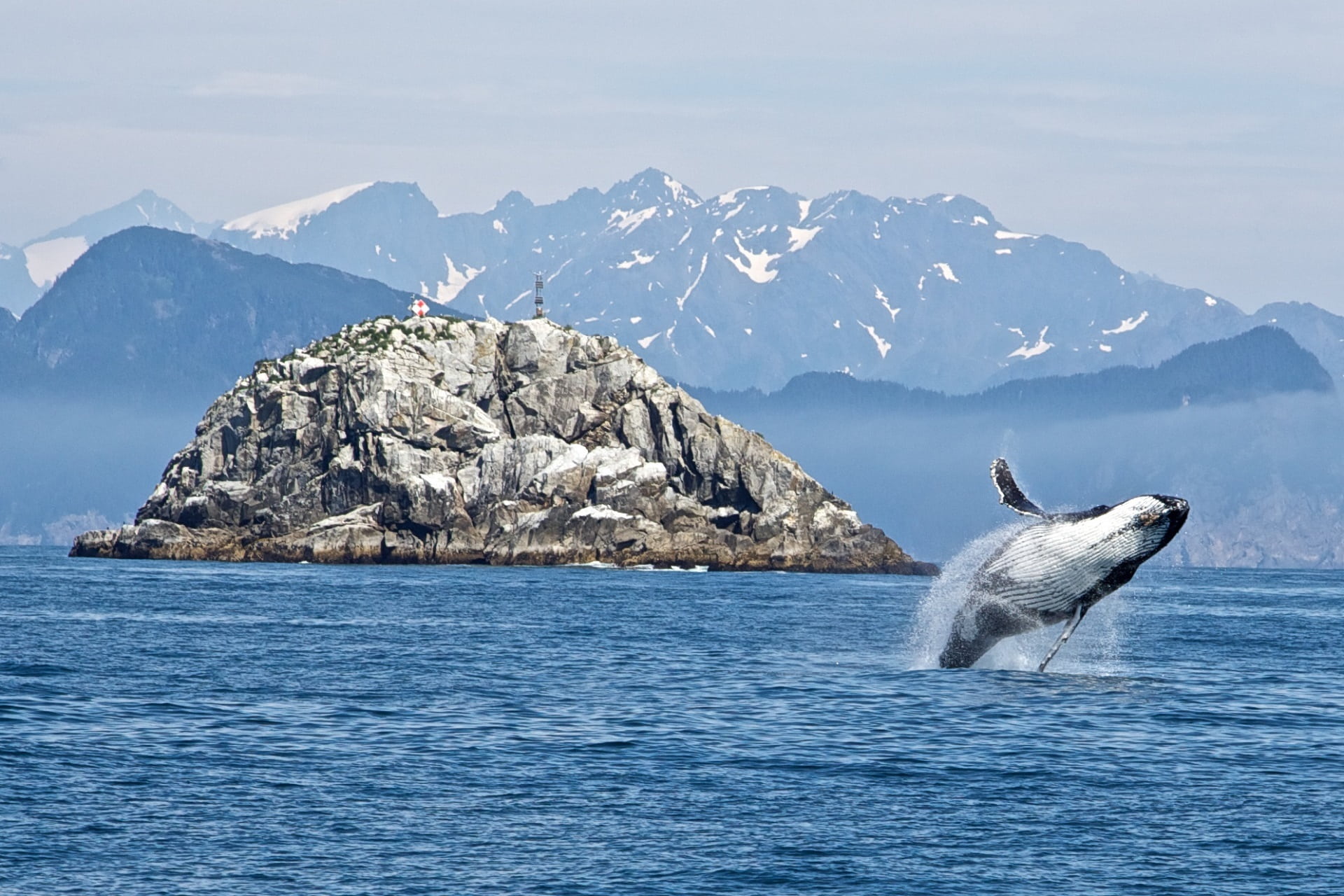 1080P, marine, ocean, water, snowcapped mountain, animal themes, surface, mountain, sea life, kenai fjords national park, no people, body, underwater, HD Wallpaper