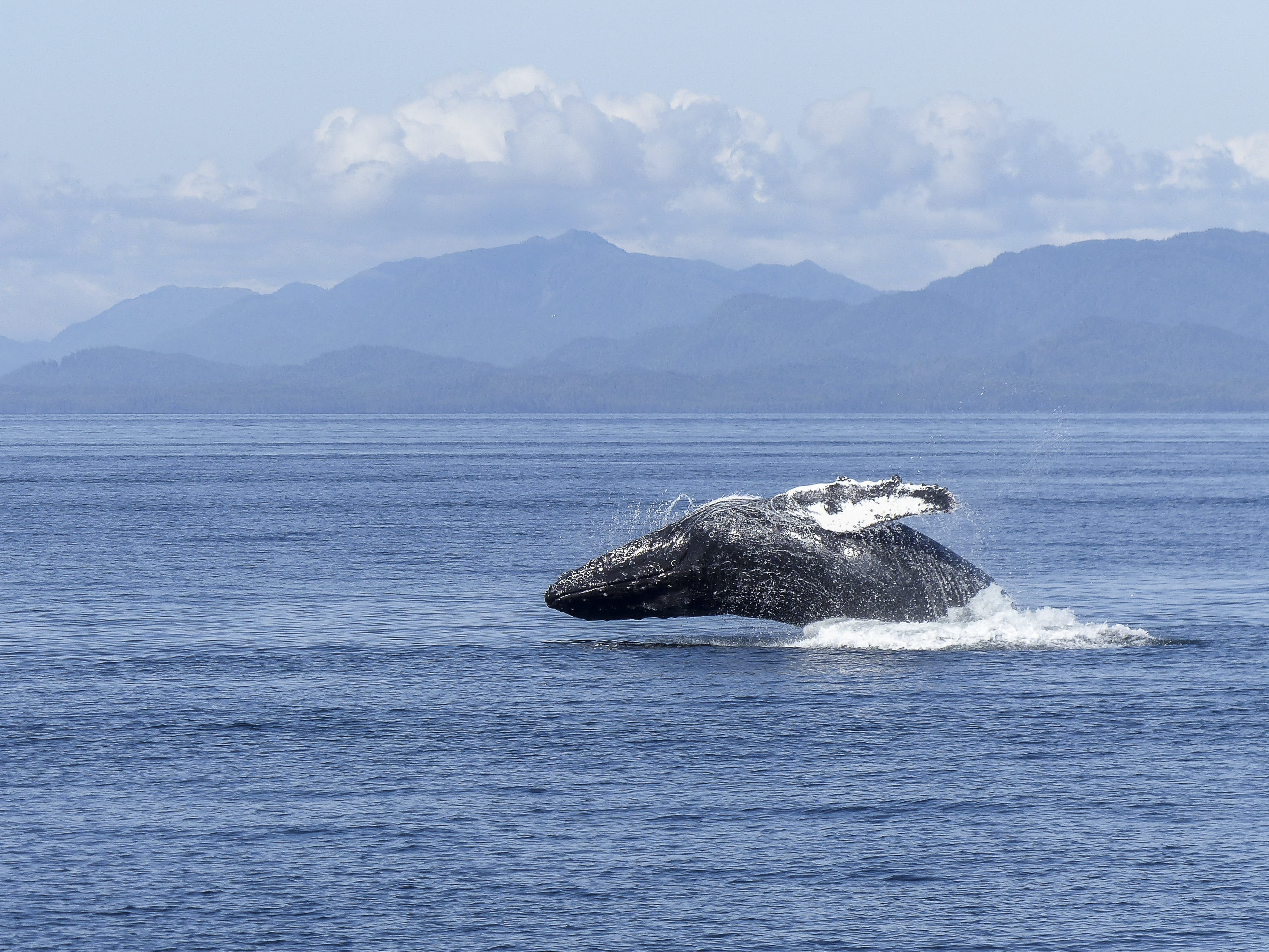 pacific, sky, animal wildlife, animals in the wild, ocean, aquatic, no People, outdoors, natural spectacle, head, Natural, 2K, marine, fin, nature, water, HD Wallpaper