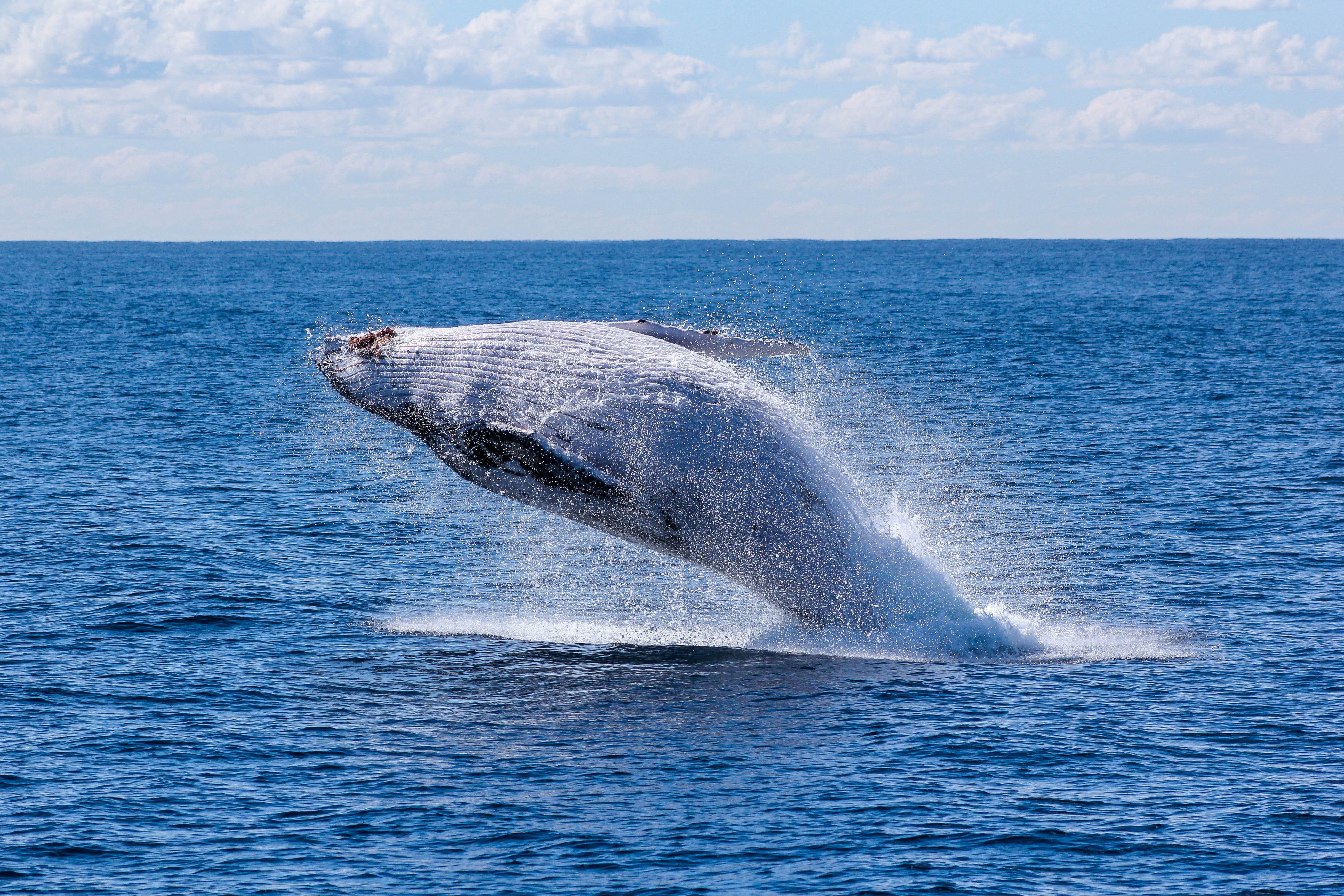 aquatic mammal, marine, underwater, sea life, mammal, wildlife, no people, sky, daytime, swimming, blue, horizon, outdoors, motion, whale, photo, spraying, HD Wallpaper