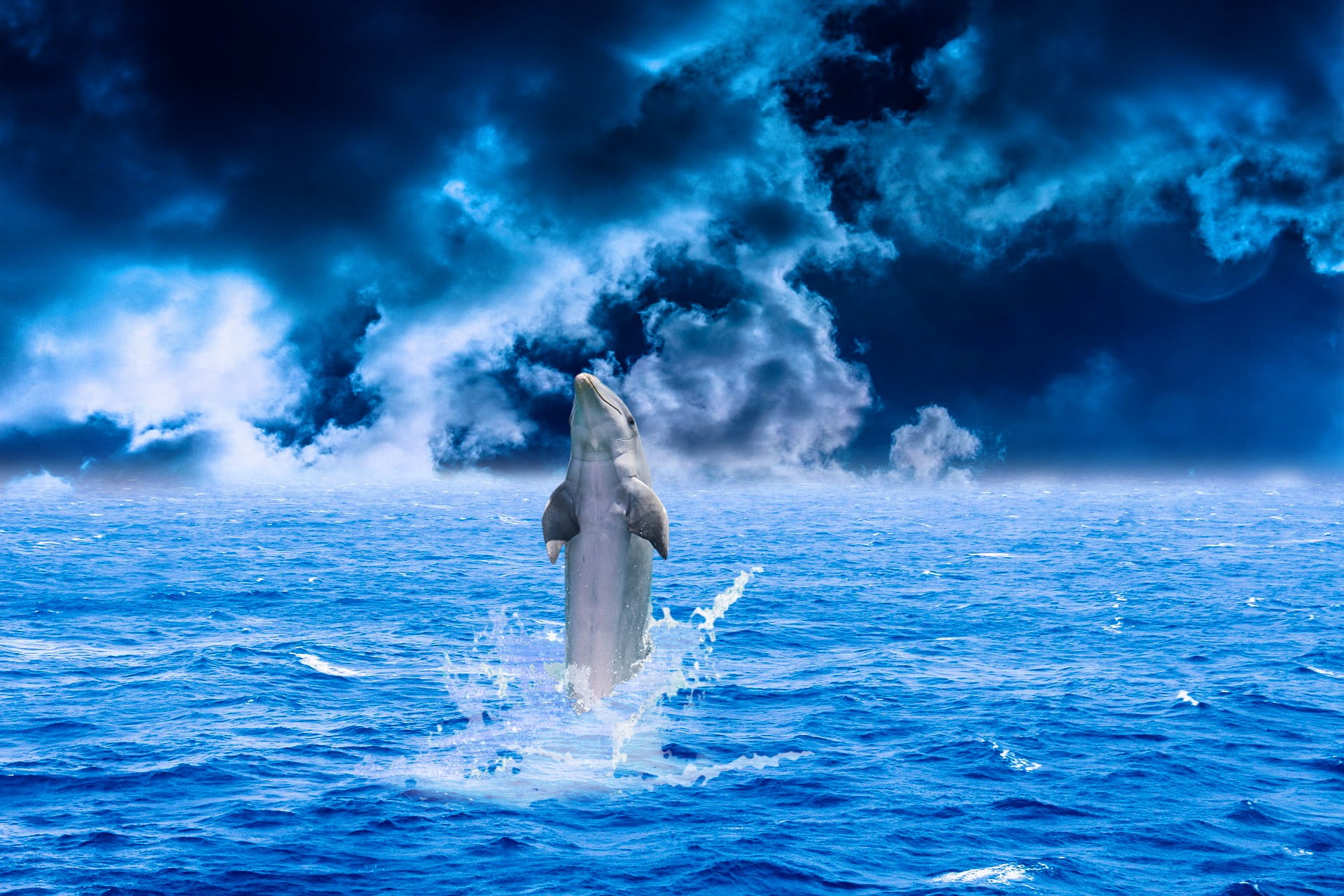 no people, summer, pacific, water, dolphin, animal, marine, digital composite, aquatic, ocean wave, life, animals in the wild, power in nature, wild, bottle-nosed, HD Wallpaper