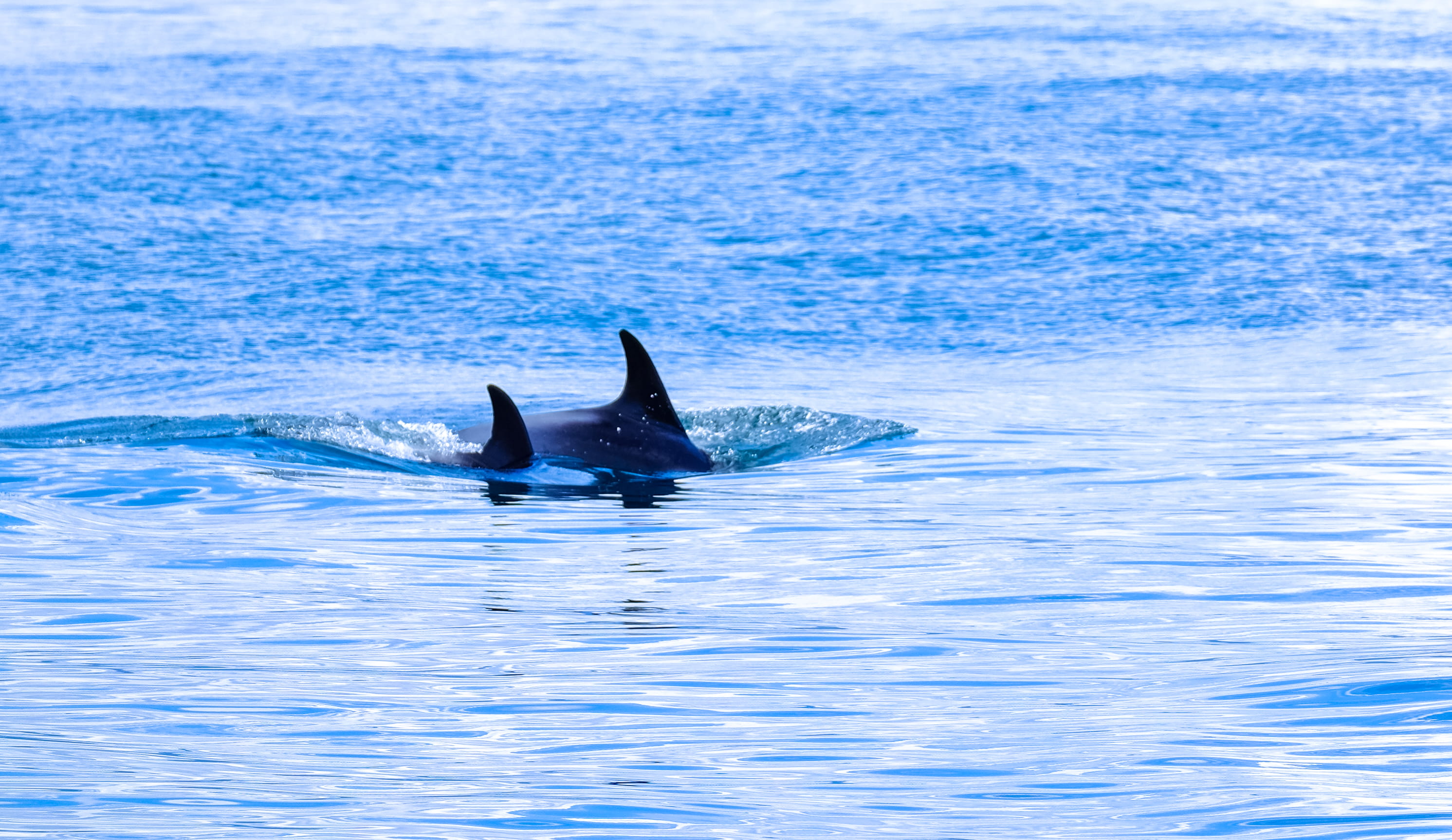 animal, outdoors, marine, water, animal themes, killer whale, sharks, animal wildlife, aquatic mammal, sports, whale, animals in the wild, blue, daytime, HD Wallpaper