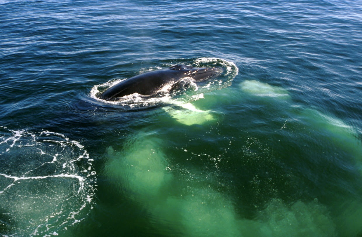 sea, pacific Ocean, nature, public domain, whale, photos, aquatic mammal, day, Humpback Whale, cape, wildlife, animal nose, animal body part, no people, HD Wallpaper