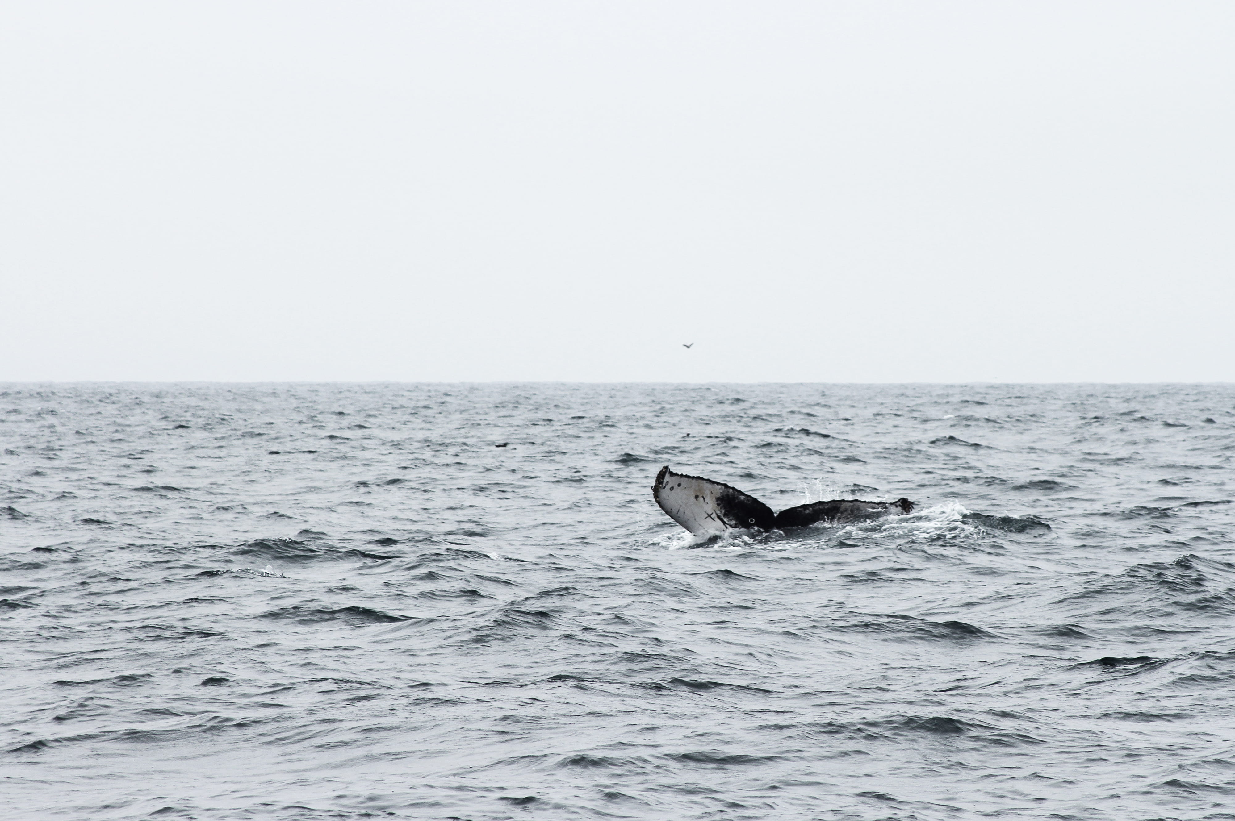marine, sky, white, 4K, no people, animal themes, humpback Whale, horizon over water, nature, animal Fin, body, body of water, underwater, vertebrate, HD Wallpaper