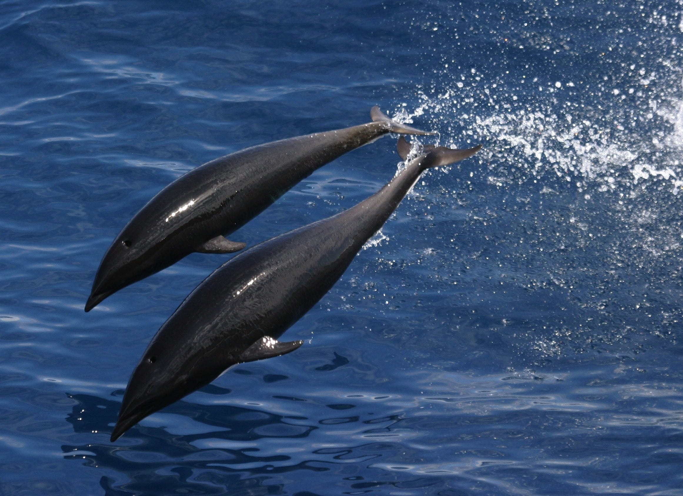 jumping, two, one animal, beautiful, day, swimming, Ocean, outside, vertebrate, body, 1080P, marine, aquatic mammal, splash, northern whale dolphin, sea life, HD Wallpaper