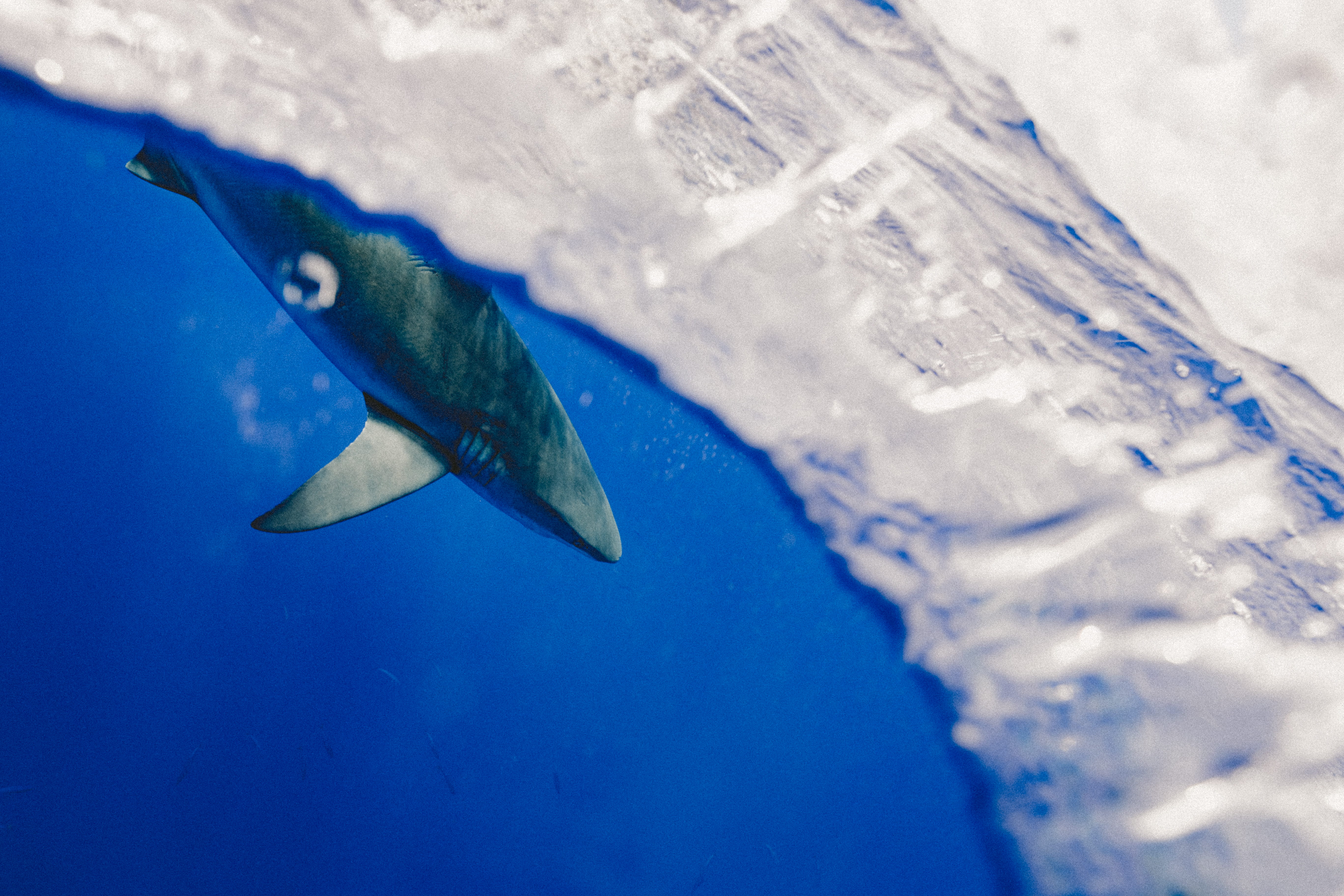 wildlife, no people, aquarium, animal wildlife, body, vertebrate, underwater, marine, gray, selective, photography, undersea, 5K, penguin, one animal, HD Wallpaper