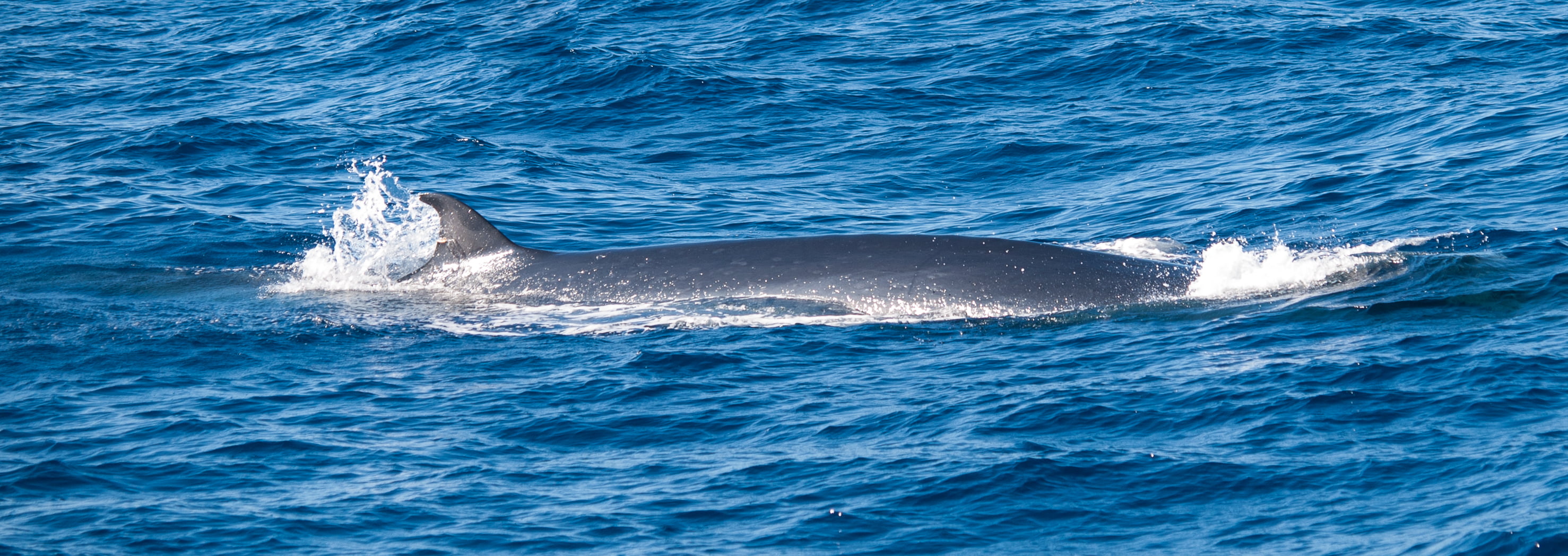 daytime, blue, Spain, gran-canaria, nature, water, fish on, family, Gran Canaria, Whale, ocean, vacation, wild, black fish, island, mammal, body, sea, fish, HD Wallpaper