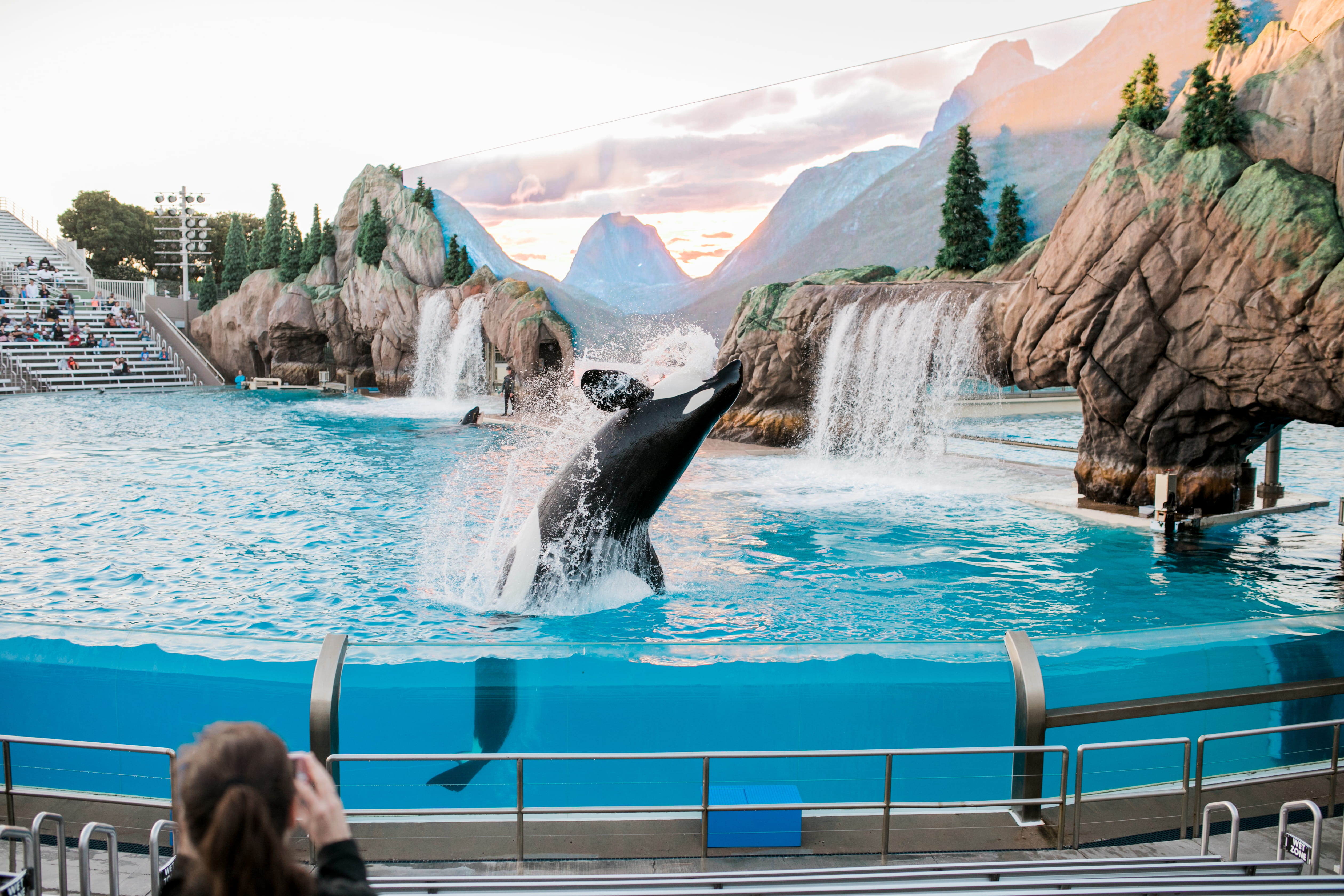 person, animal, sea, theme park, beauty in nature, san diego, killer whale, mammal, killer, animals in the wild, body, united states, nature, day, leisure activity, HD Wallpaper