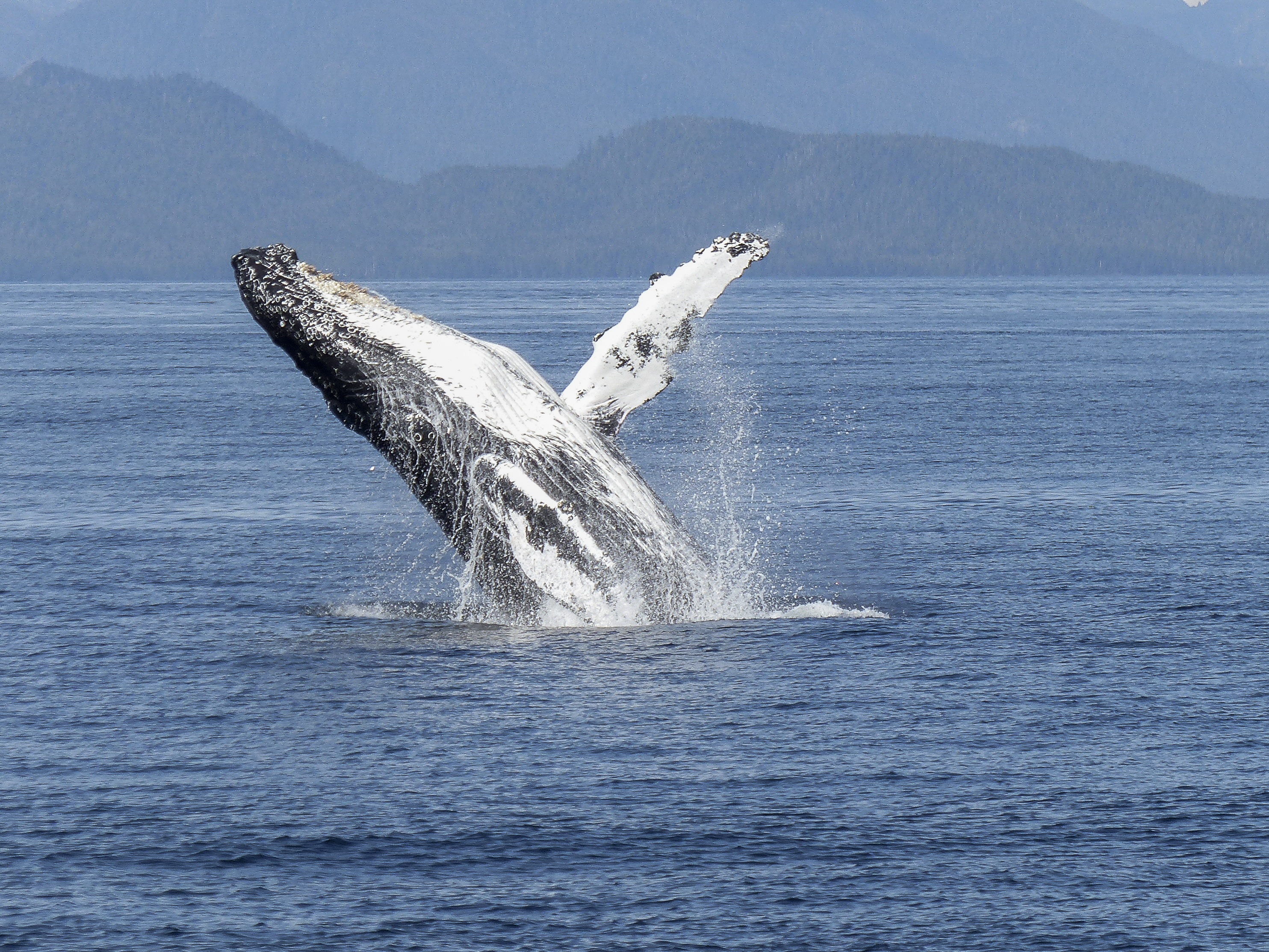 beauty in nature, sea life, mammal, natural spectacle, body, waterfront, aquatic, animals in the wild, marine, humpback Whale, aquatic mammal, animal, 2K, HD Wallpaper