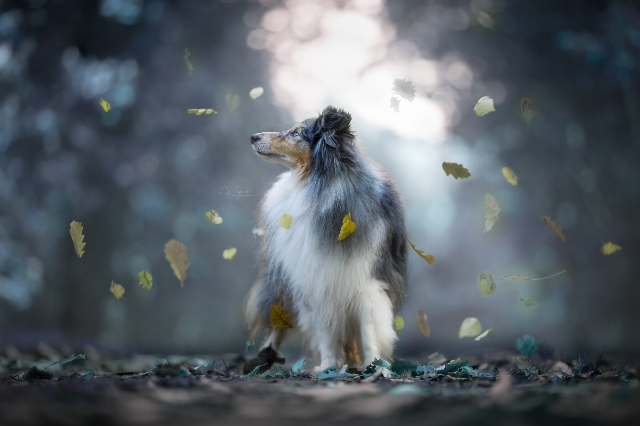 Shetland Sheepdog, autumn, leaves, 1080P, Sheltie, bokeh, dog, HD Wallpaper