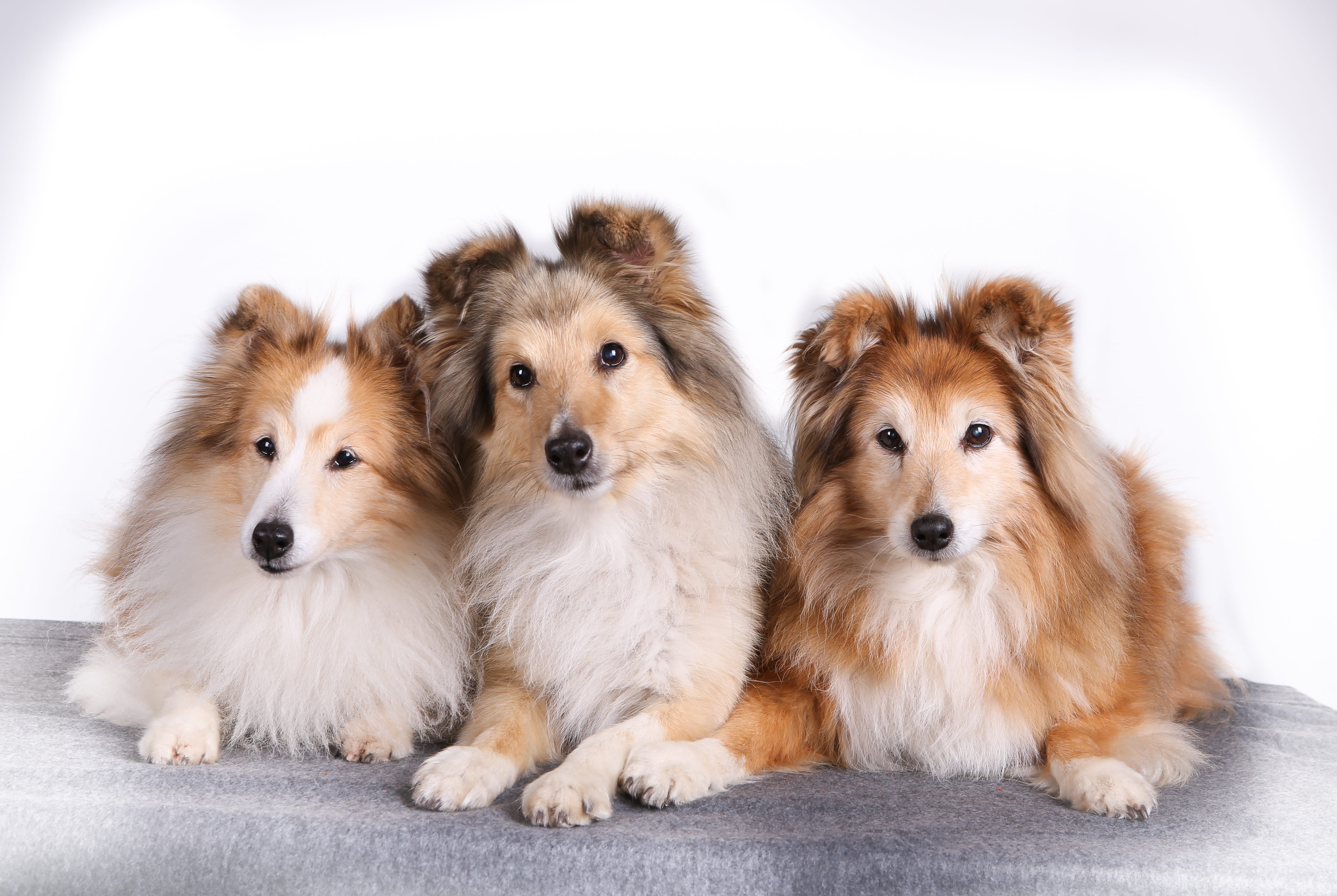 sitting, animal themes, studio shot, cute, canine, sheepdog, domestic animals, animal family, portrait, small, domestic, togetherness, sheltie, pet, dog, HD Wallpaper