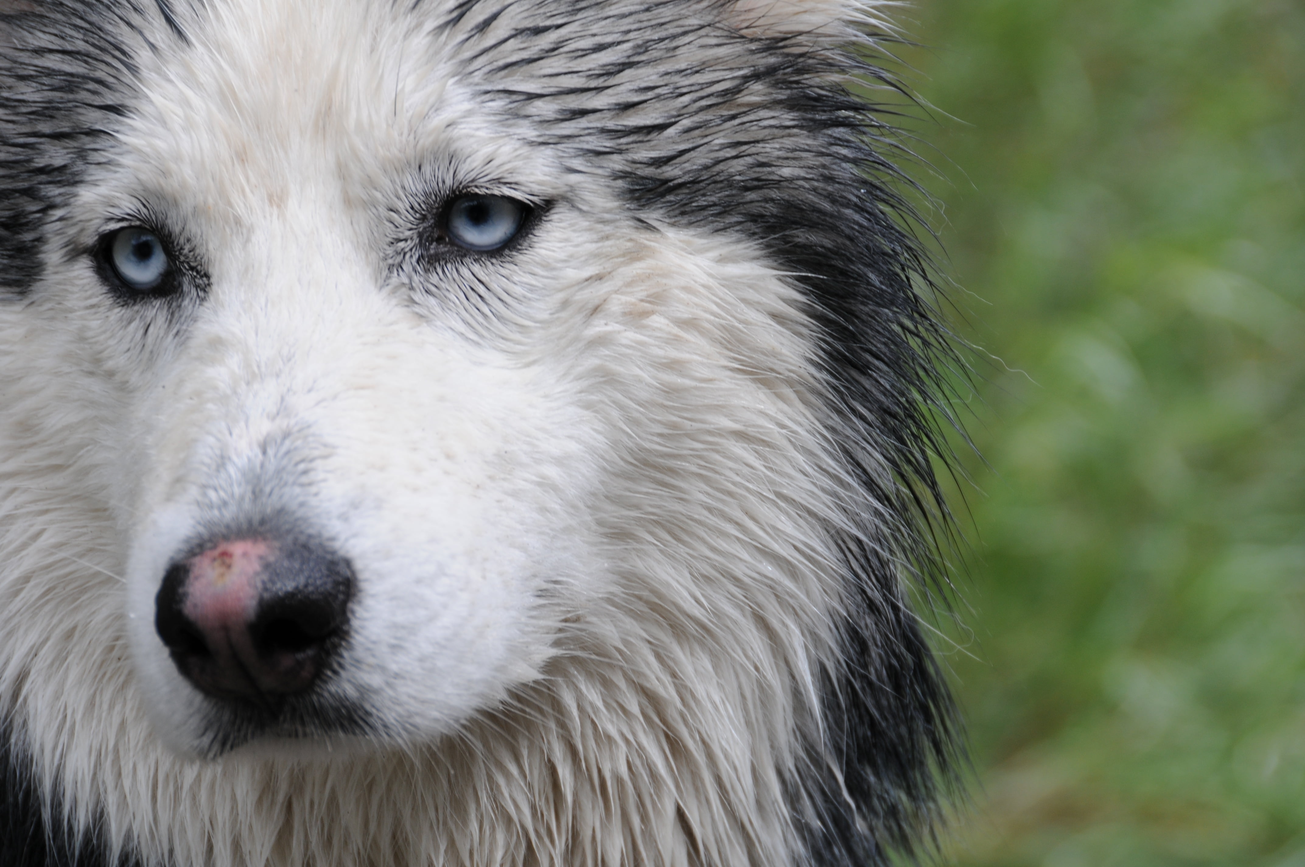 animal Nose, looking at camera, no people, animal body part, carnivore, snow, animal, grey, purebred Dog, fur, arctic, looking, siberian, canine, portrait, HD Wallpaper