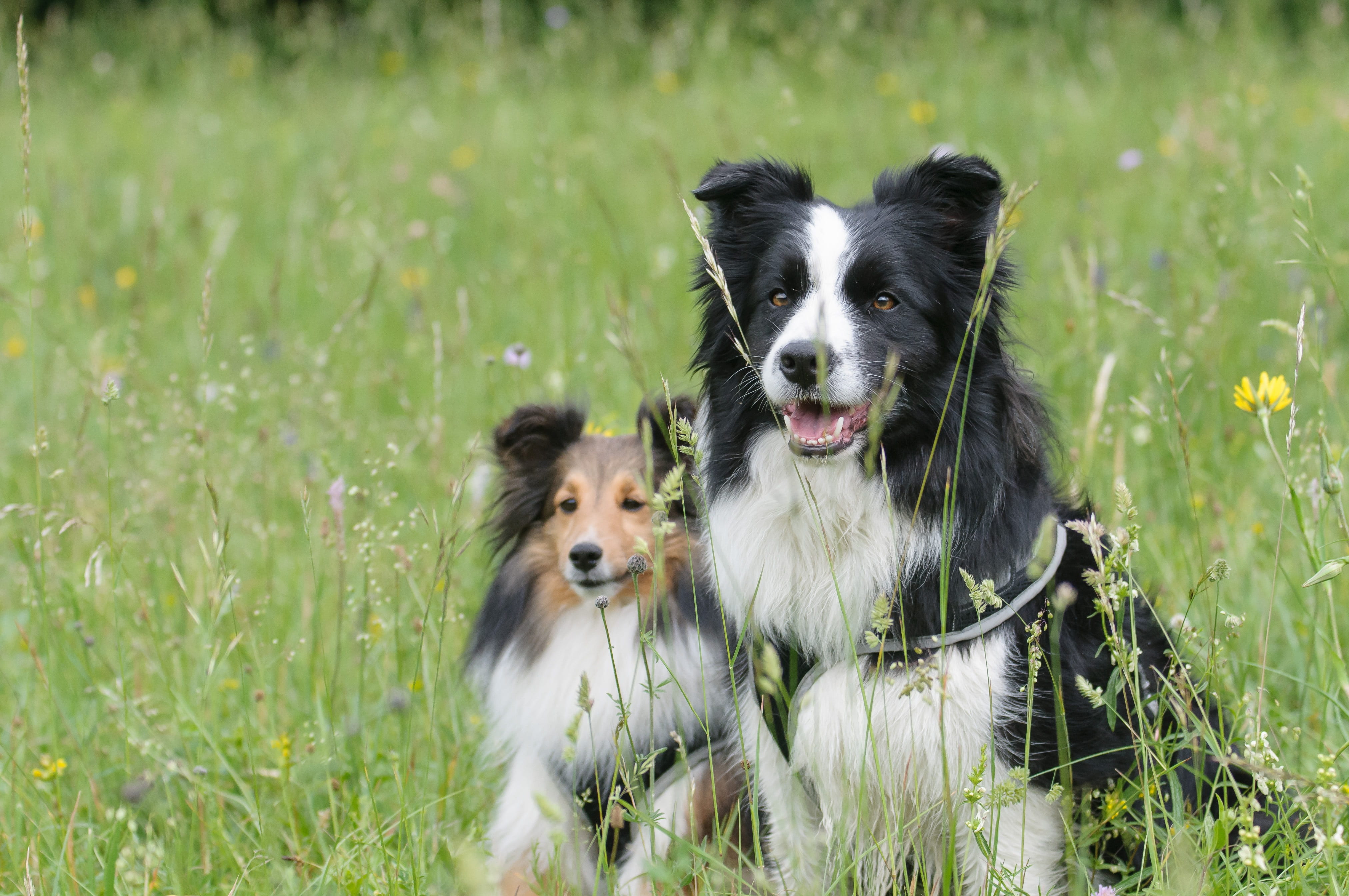 pets, dog, coated, vertebrate, wise, 4K, no people, long, mouth open, domestic, sit, plant, two, animal, black, field, attention, outdoors, brown, border collie, HD Wallpaper