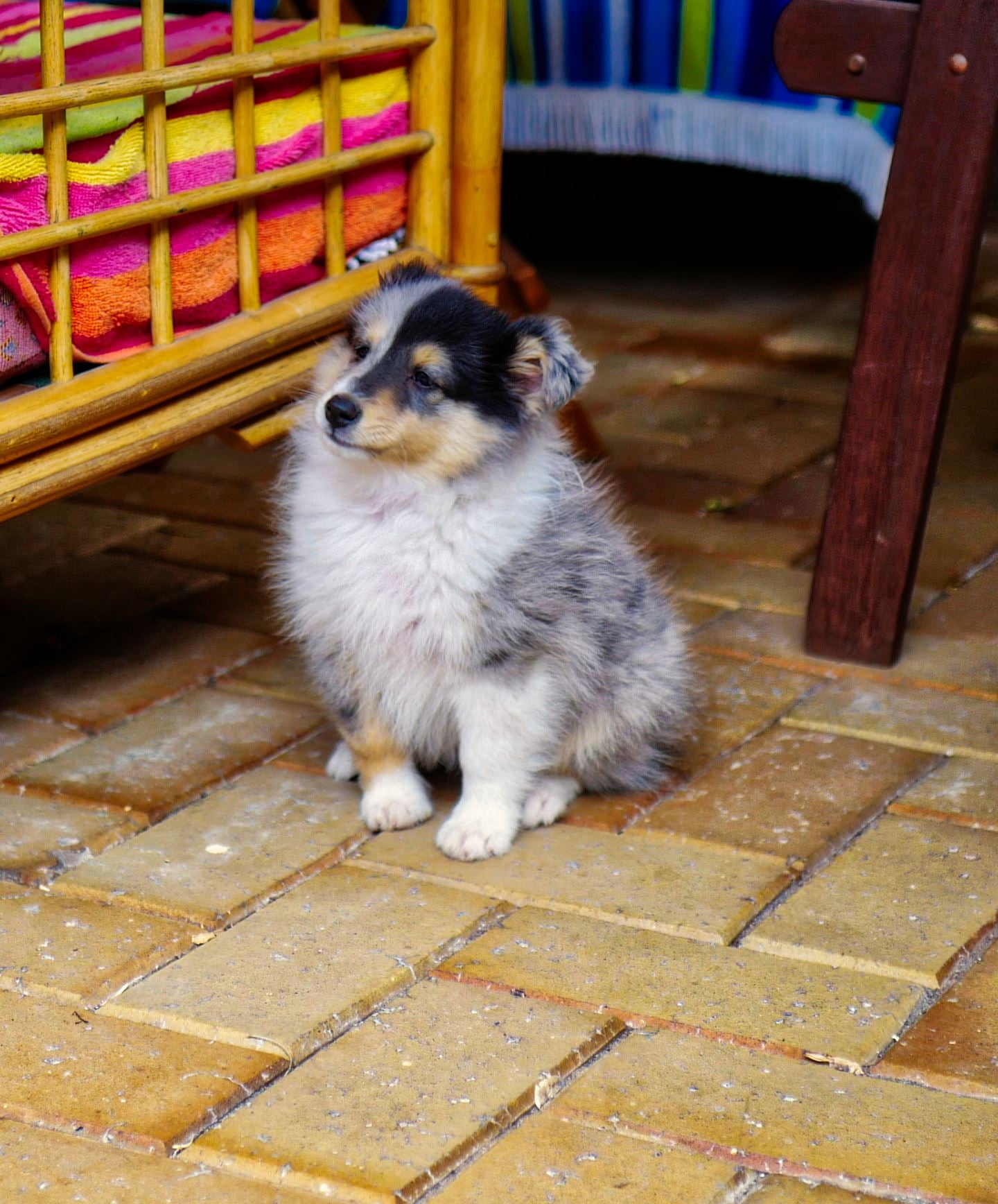 relaxation, seat, focus on foreground, vertebrate, canine, dog, flooring, domestic, Collie, full length, indoors, day, paving stone, domestic animals, no people, Phone HD Wallpaper