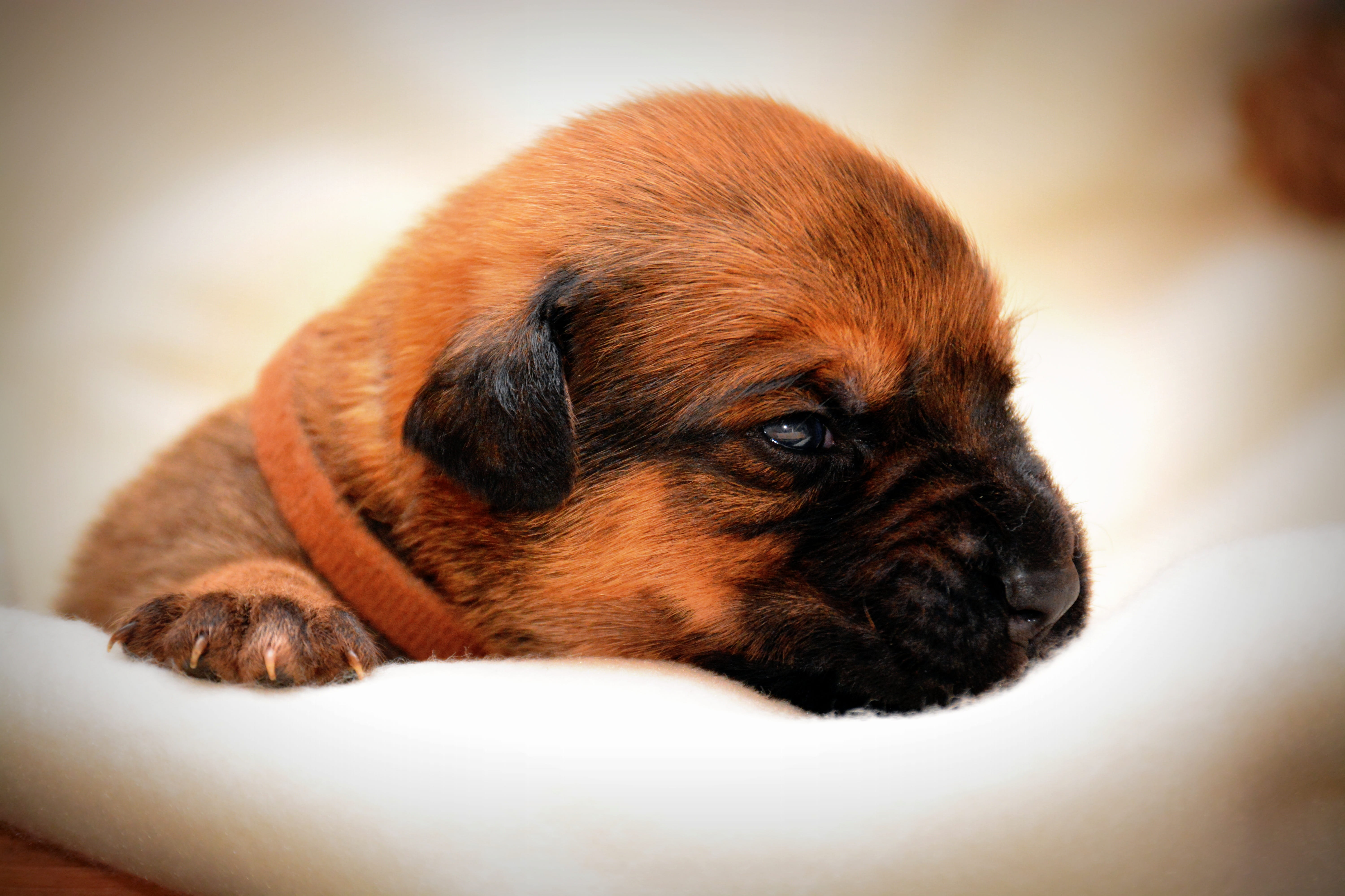 one animal, purebred dog, mammal, Puppy, indoors, lying down, animal, relaxation, young animal, animal head, no people, brown, domestic animals, Dog, canine, HD Wallpaper