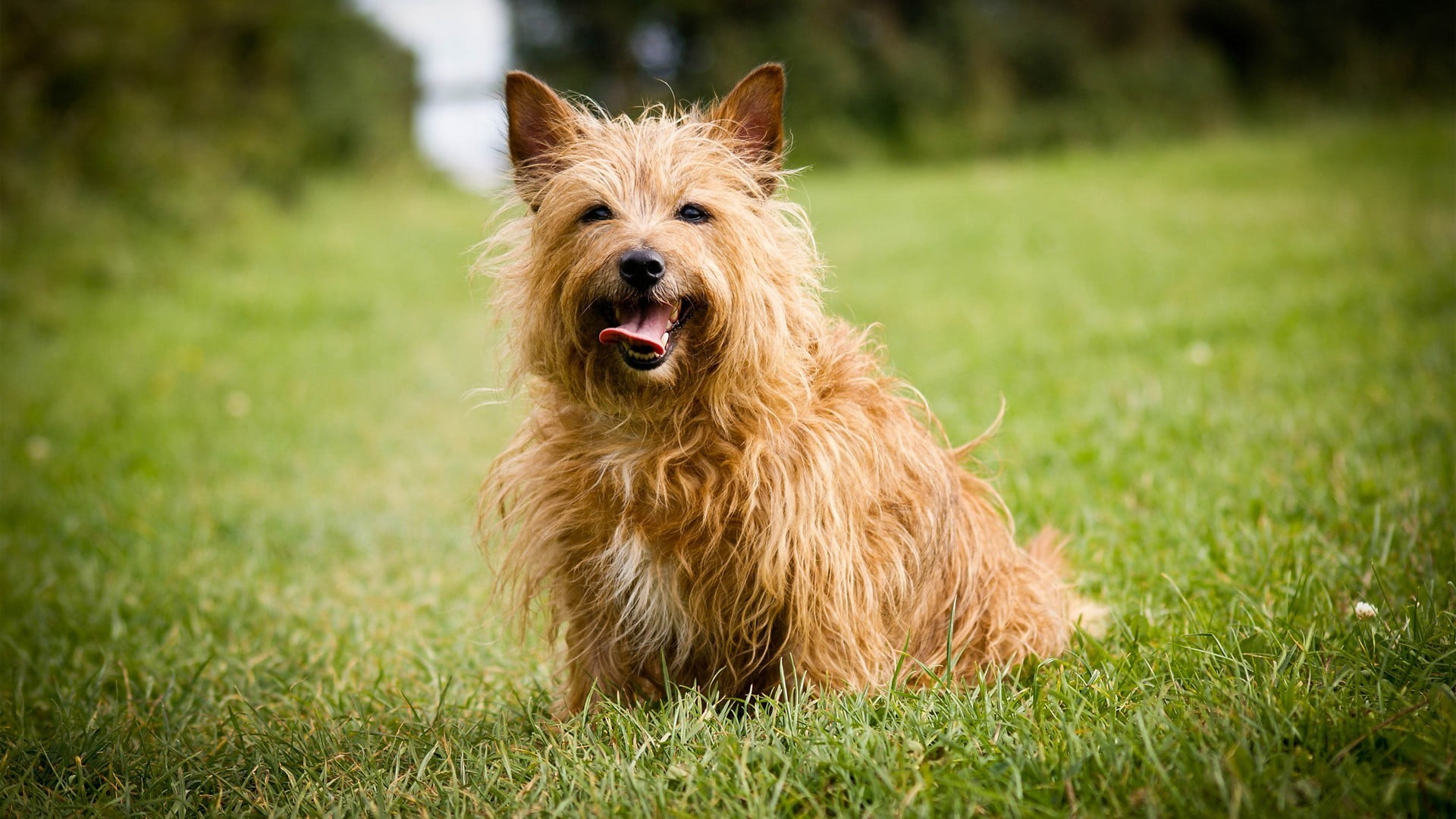 animal, purebred dog, adult, nature, mouth open, plant, animal themes, hair, facial expression, animal mouth, terrier, domestic animals, running, cairn, HD Wallpaper