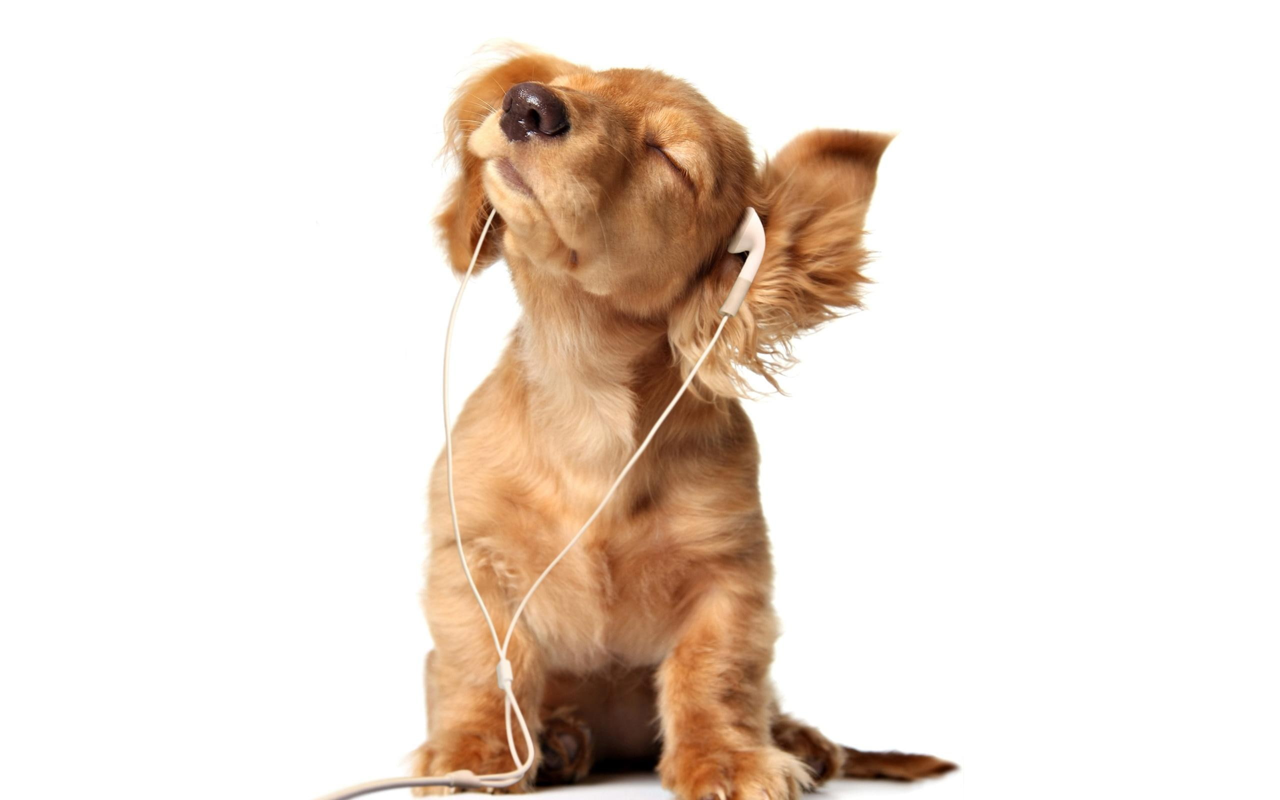 beautiful, cocker spaniel, cocker, dogs, animals, funny, music, spaniel, adorable, cute, sweet, 2K, puppy, HD Wallpaper