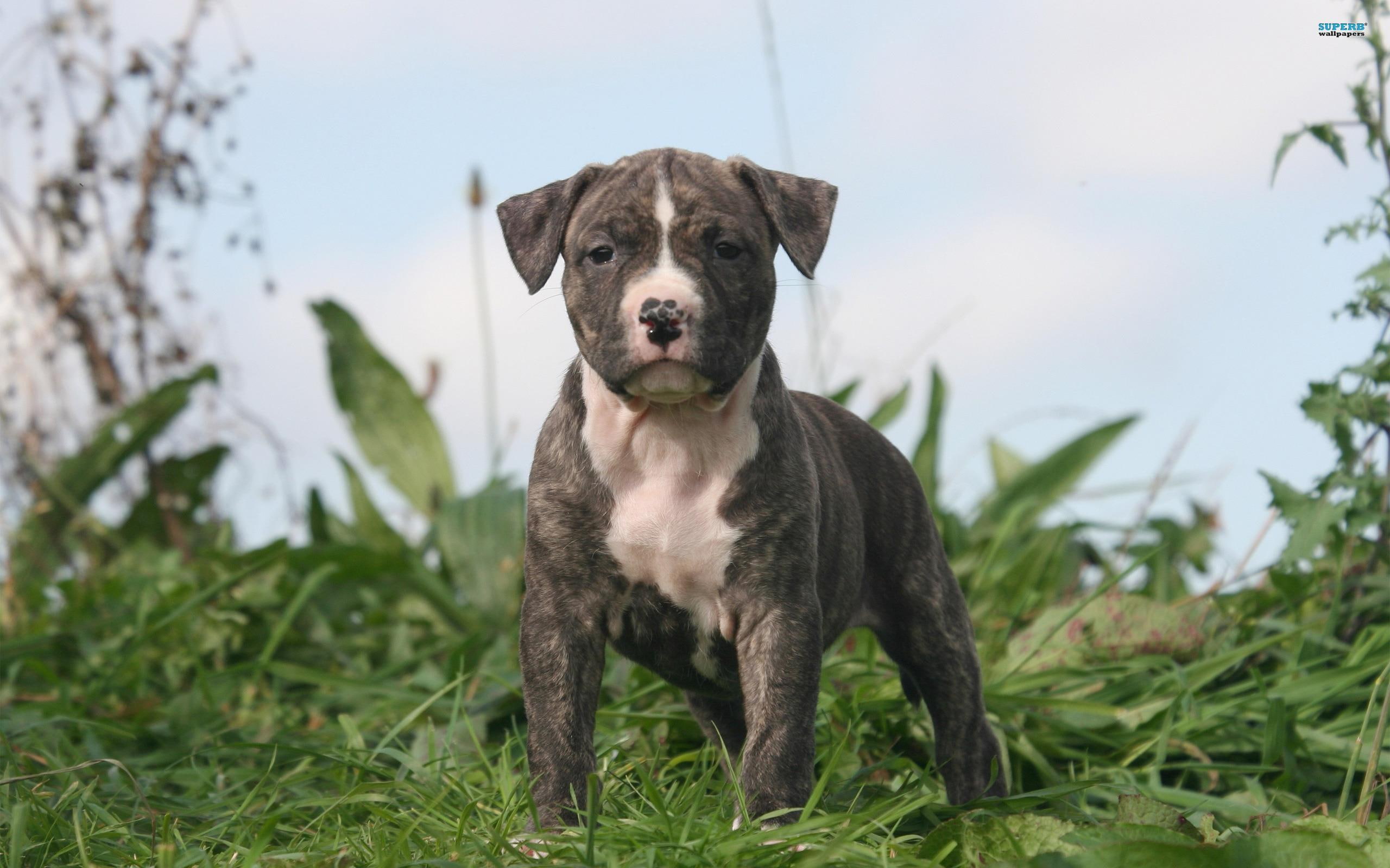 adorable, bull, animal, cute, terrier, staffordshire, 2K, puppy, animals, HD Wallpaper