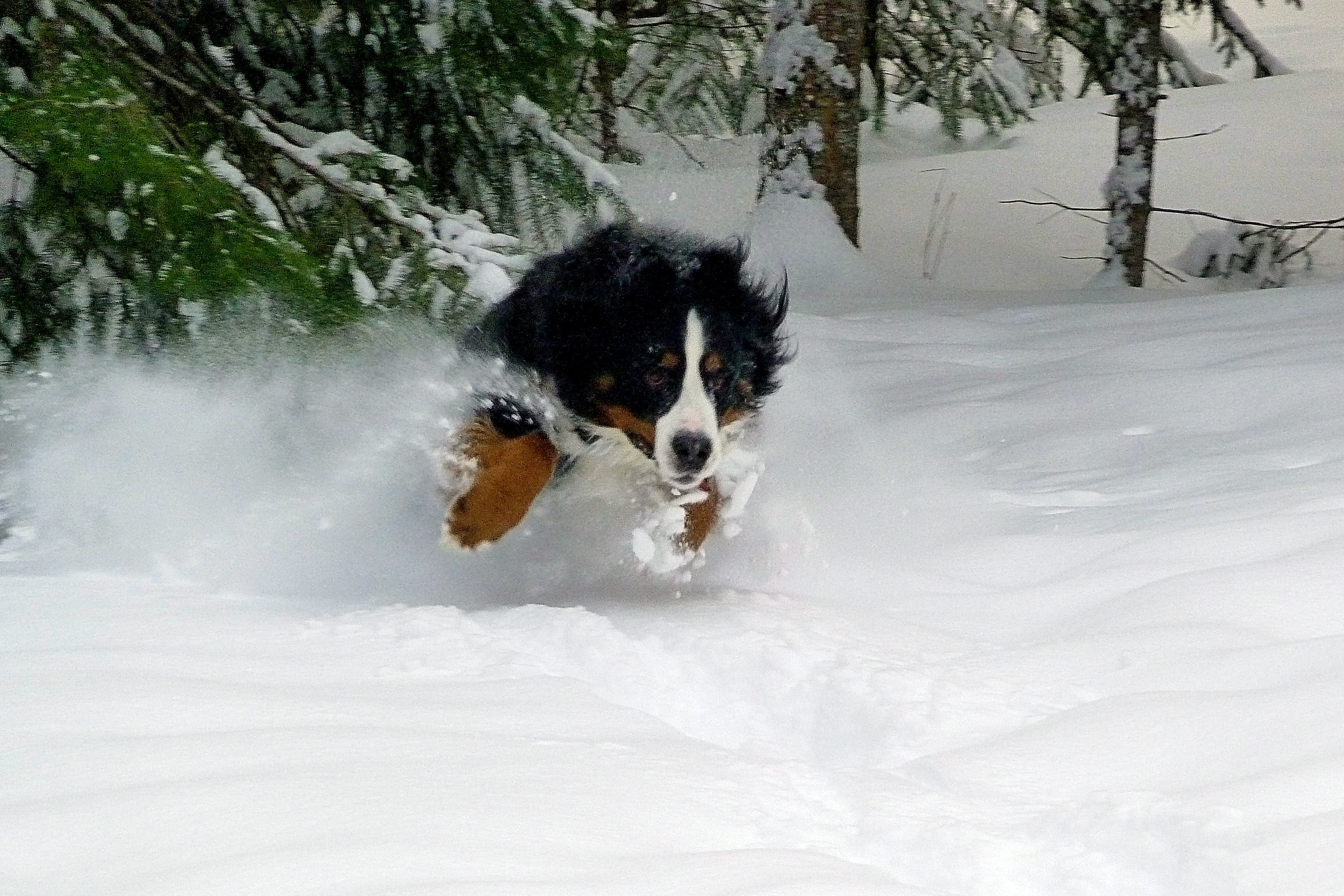 cute, pets, bernard, st, purebred Dog, dogs, nature, black, snowing, domestic, puppy, playful, border collie, running, domestic Animals, vertebrate, winter, HD Wallpaper