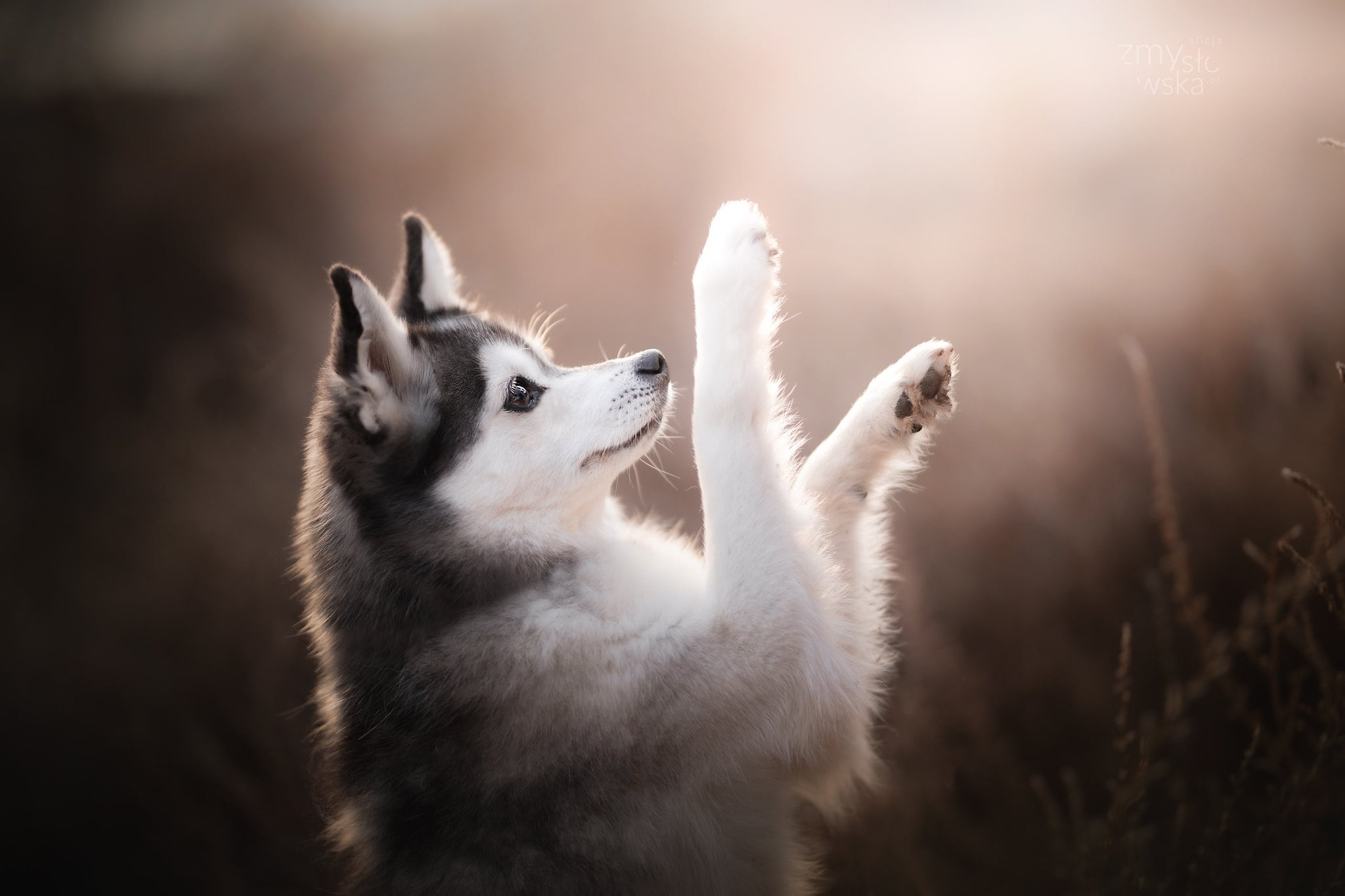Alaskan Klee Kai, dog, bokeh, 1080P, paws, HD Wallpaper
