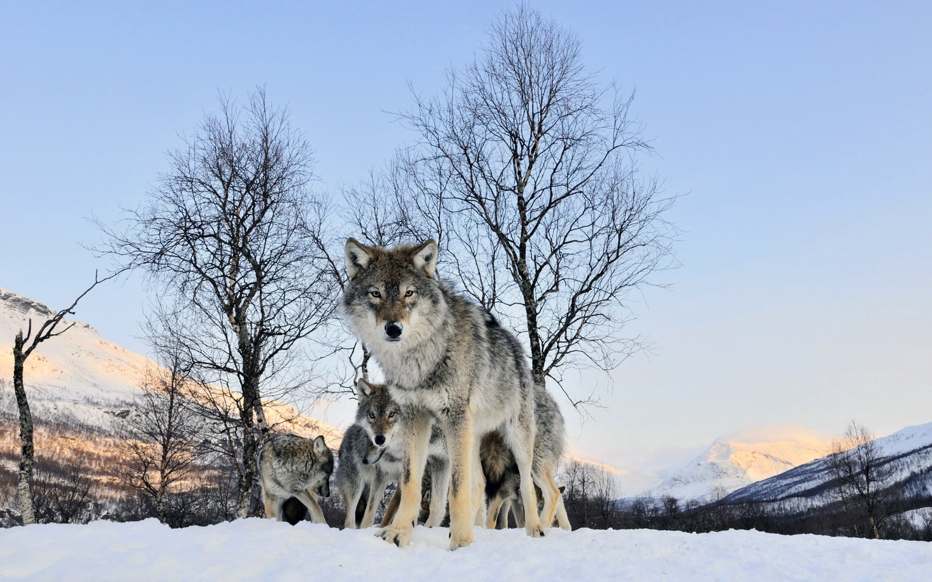 herbivorous, wildlife, 1080P, flock, gray Wolf, animal, outdoors, walk, snow, cold - Temperature, wolf, wolfhund, land, fur, forest, animal And Pets, white, HD Wallpaper