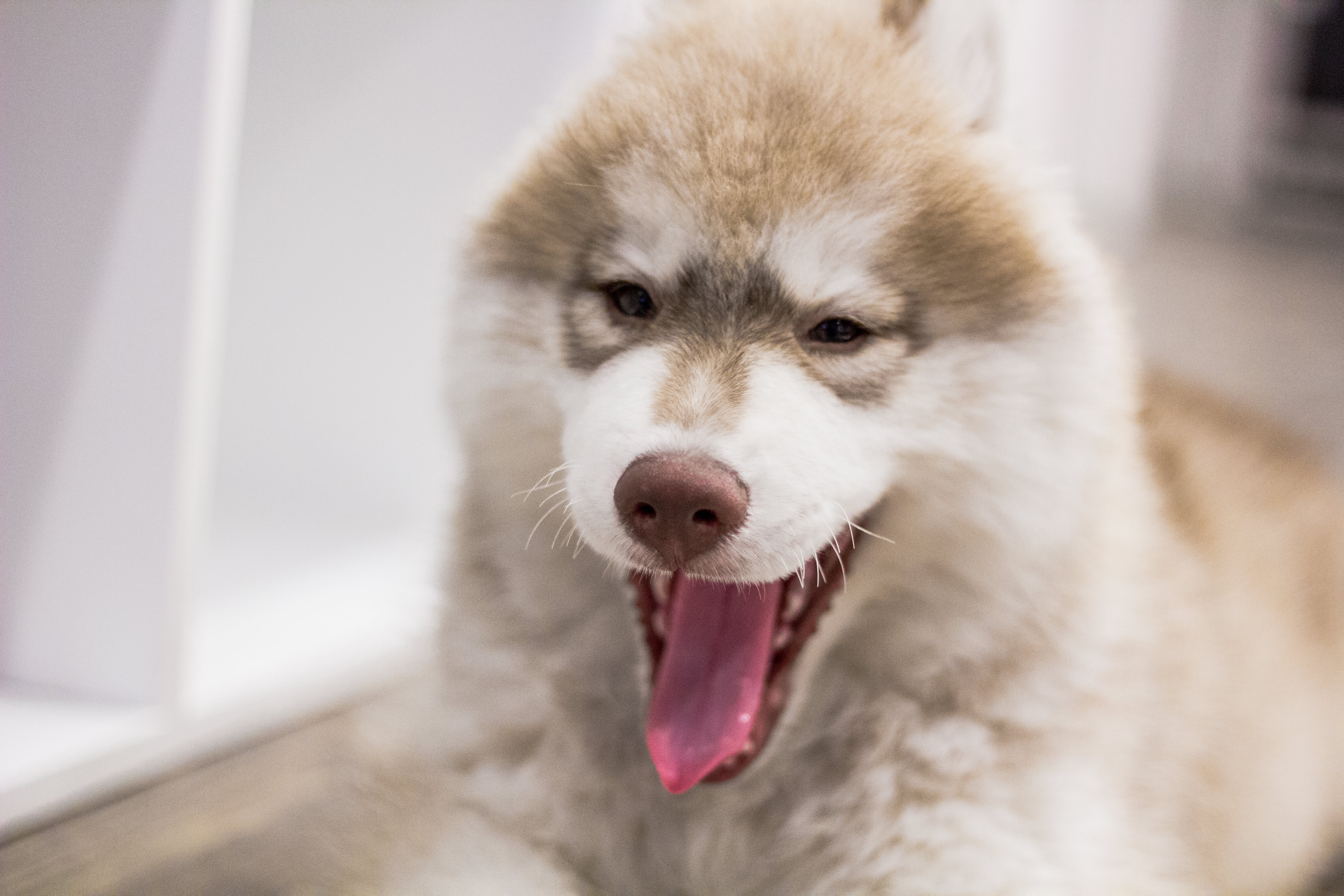 friendship, animal body part, siberian Husky, sled Dog, dog, sable, border collie, canine, puppy, sticking out tongue, close-up, facial expression, portrait, HD Wallpaper