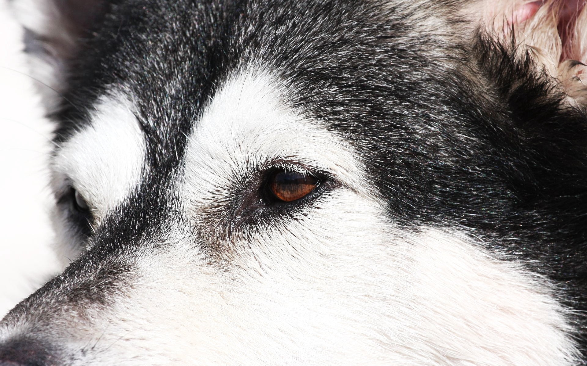 canine, mammal, close-up, one animal, vertebrate, sled dog, domestic, adult, face, whisker, snout, pets, alaskan, eye, white, looking away, eyes, animal themes, HD Wallpaper