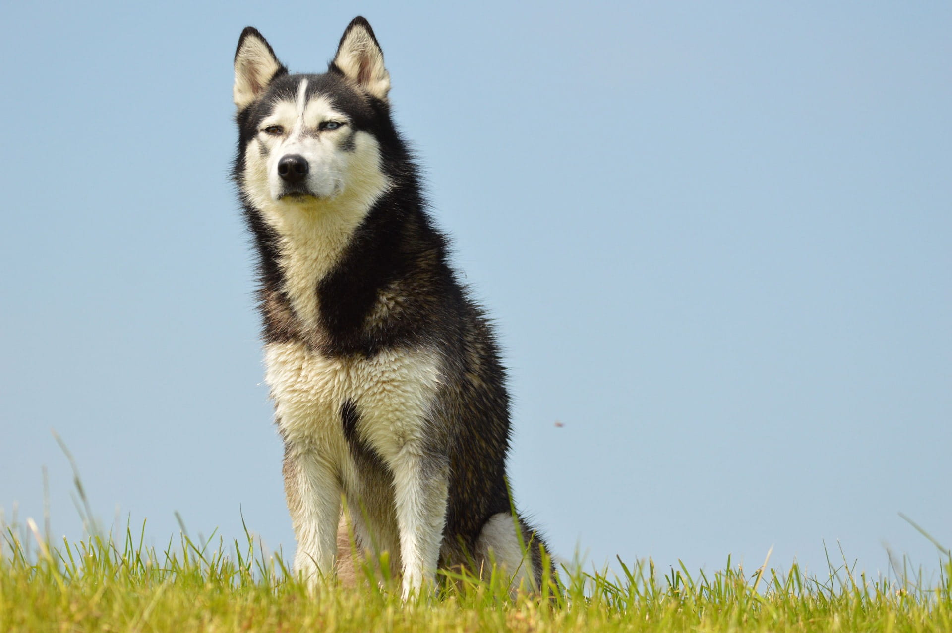 front view, daytime, Siberian Husky, adult, looking at camera, 1080P, animal, day, mammal, pose, grass, pet, one animal, plant, black, standing, exhausted, HD Wallpaper