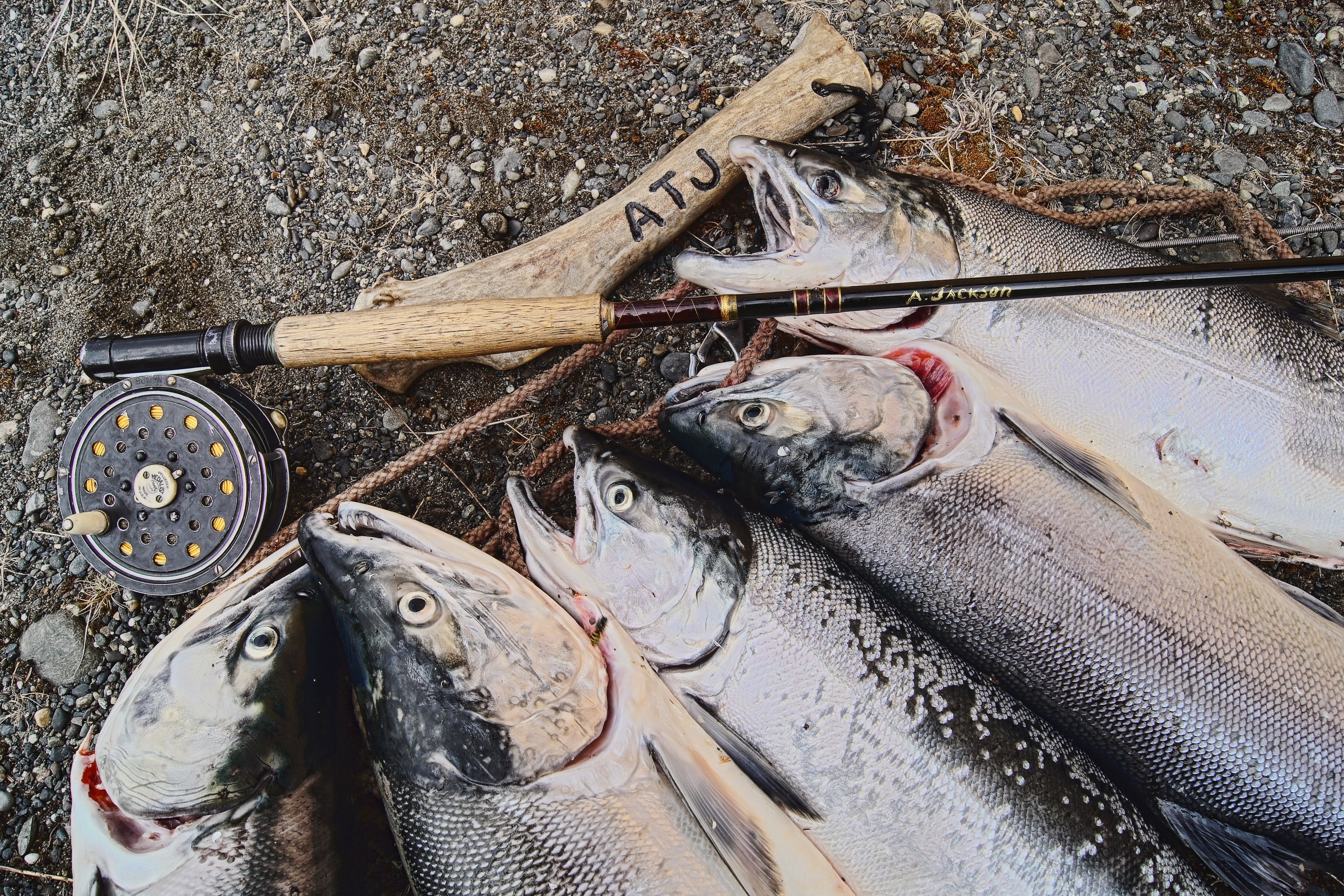 healthy eating, alaska, close-up, no people, day, reel, food, wellbeing, high angle view, catch, raw food, fly fishing, fish, fishing, 4K, seafood, salmon, HD Wallpaper