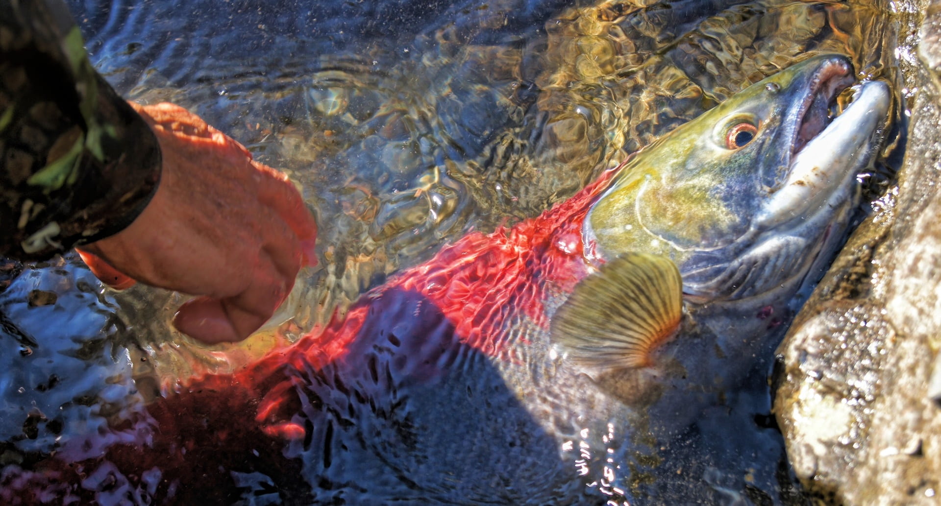 red, animal wildlife, sea life, vertebrate, salmon, group of animals, animal head, wildlife, fish, 1080P, day, transparent, water, fishing, marine, swimming, HD Wallpaper