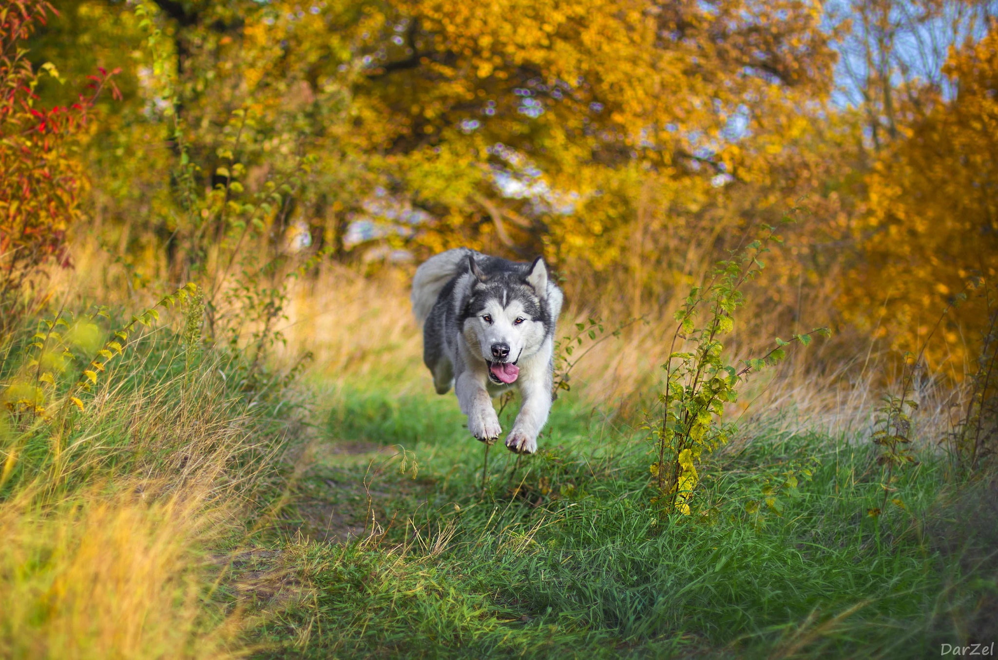 flight, 1080P, running, Malamute, dog, HD Wallpaper