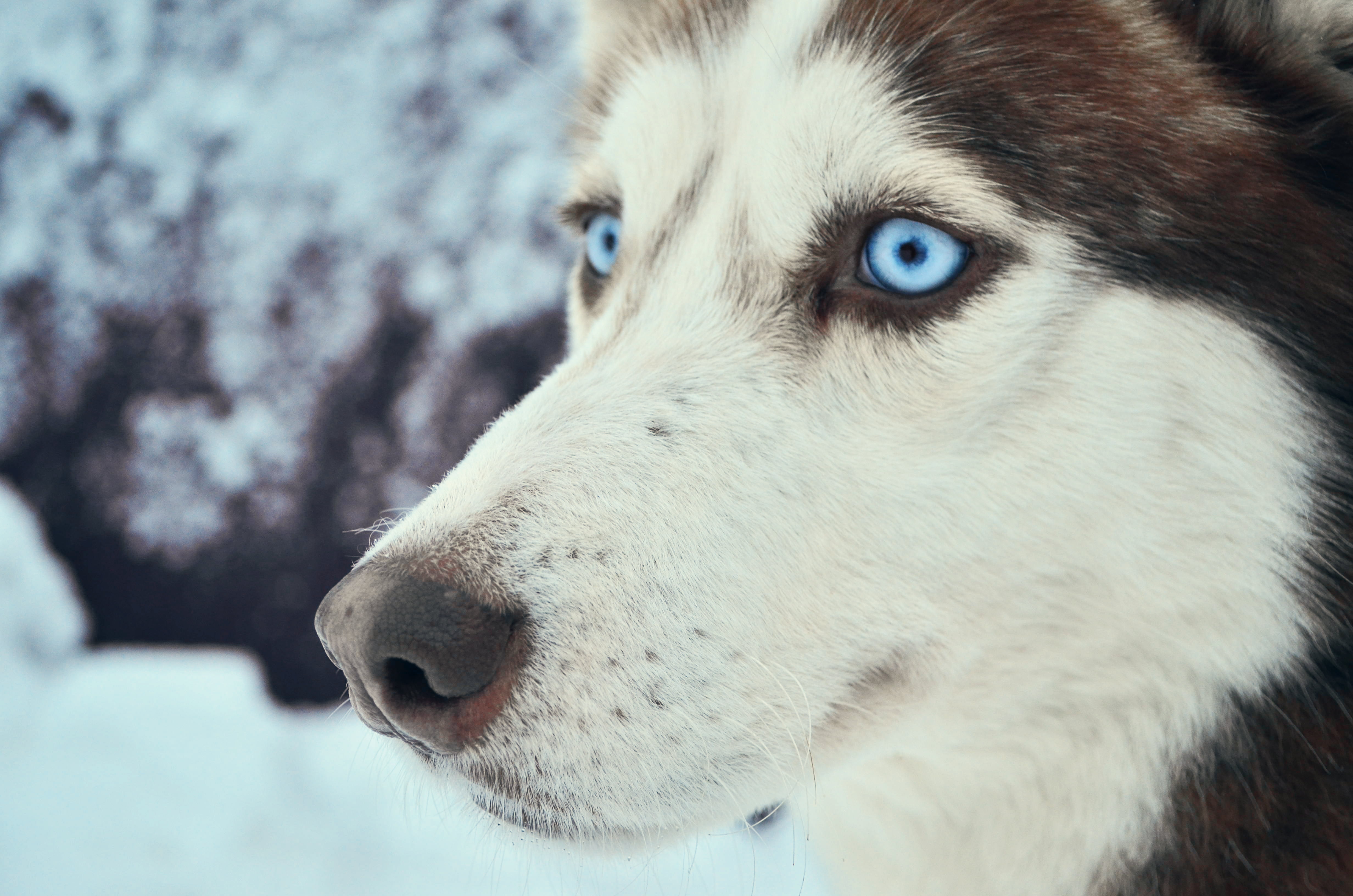 dog, blue eyes, domestic, close-up, wolf, siberian Husky, no people, animal body part, puppy, nature, young Animal, portrait, profile view, malamute, cute, HD Wallpaper