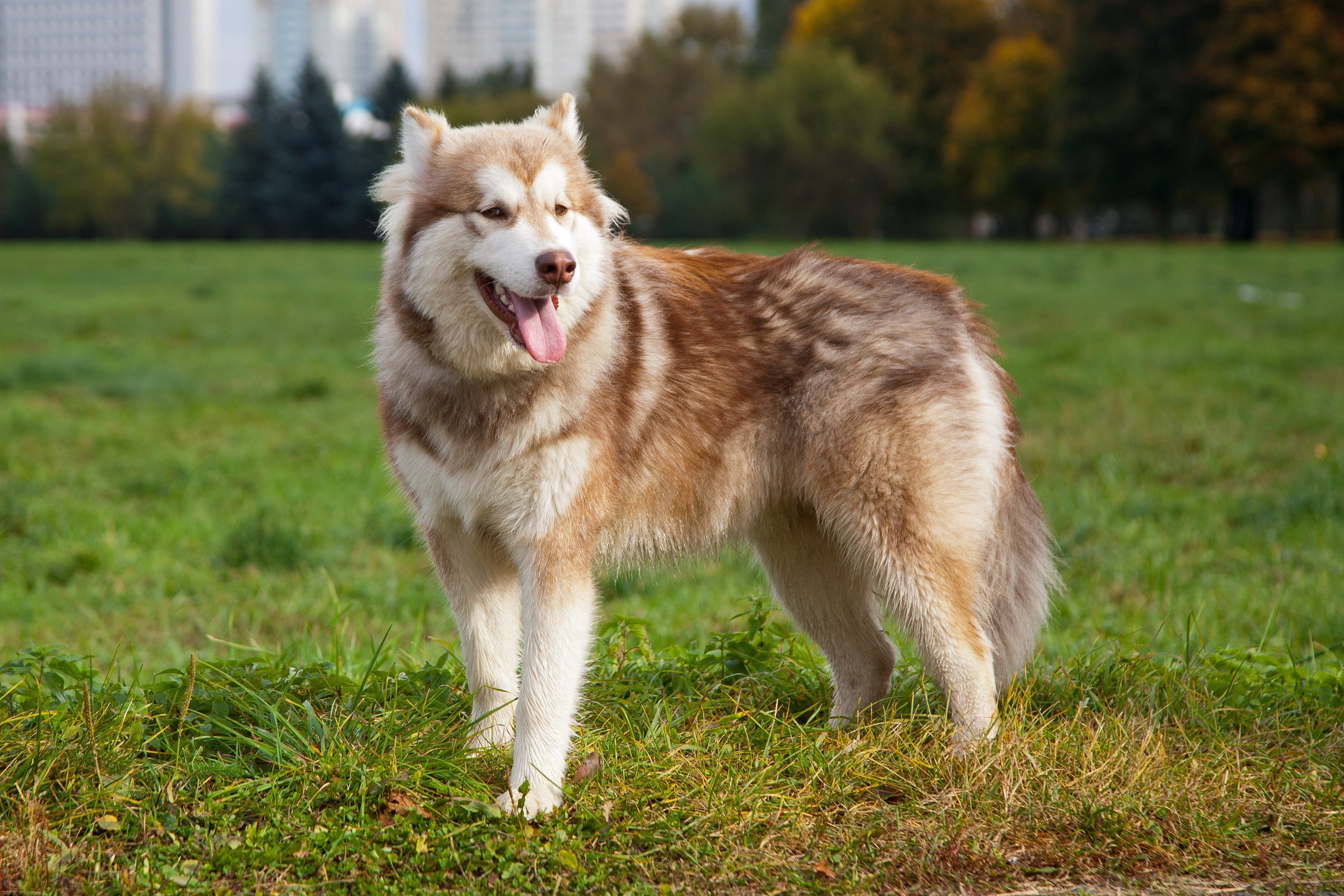adult, mouth open, plant, pets, sticking out tongue, siberian, each, canine, nature, tan, 2K, grass, domestic, vertebrate, green color, dog, land, animal, HD Wallpaper