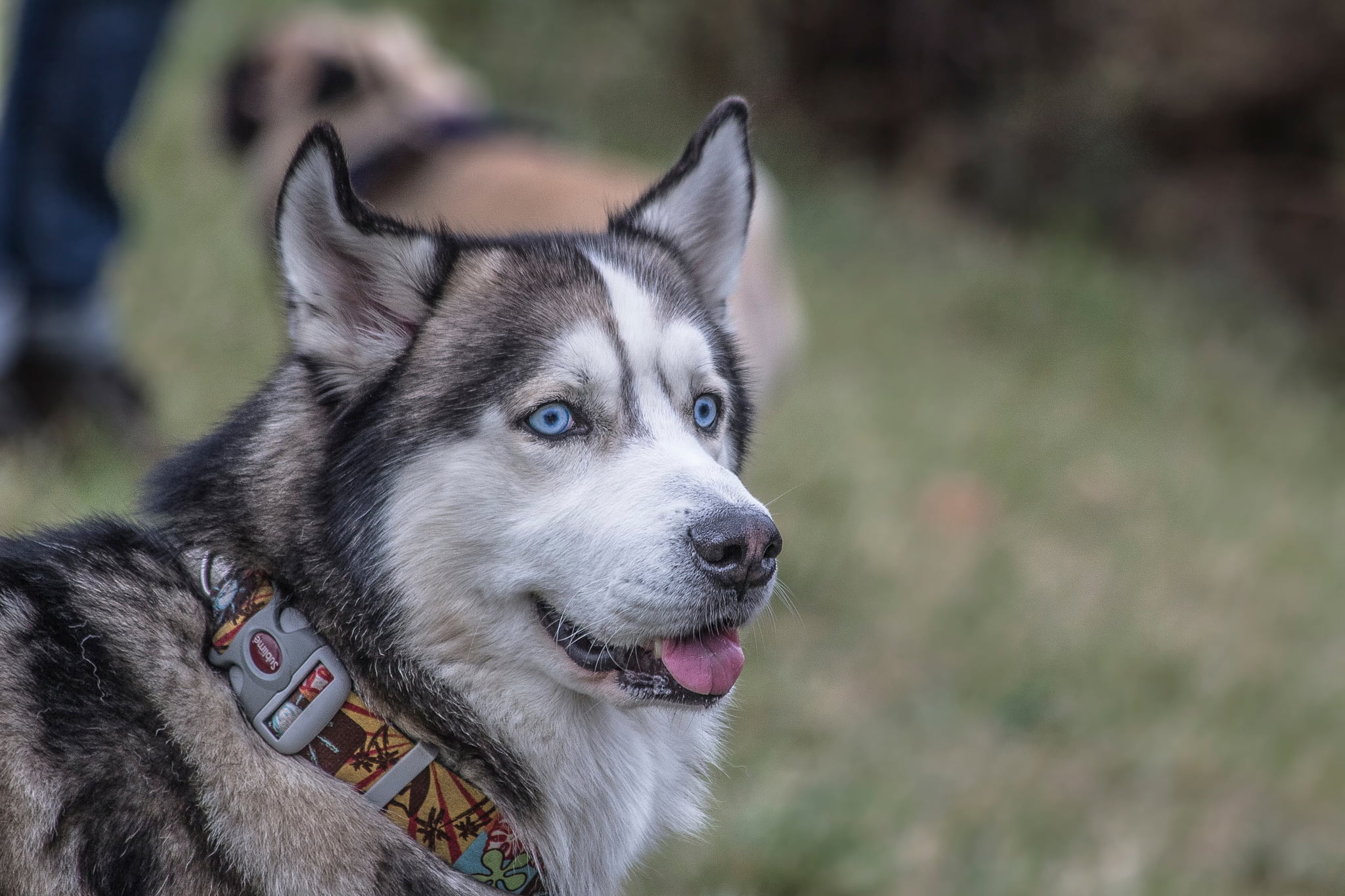 human Face, friendship, young Animal, siberia, animal Nose, canine, pets, fur, looking, 1080P, dog, outdoors, husky, no people, beautiful, facial expression, HD Wallpaper