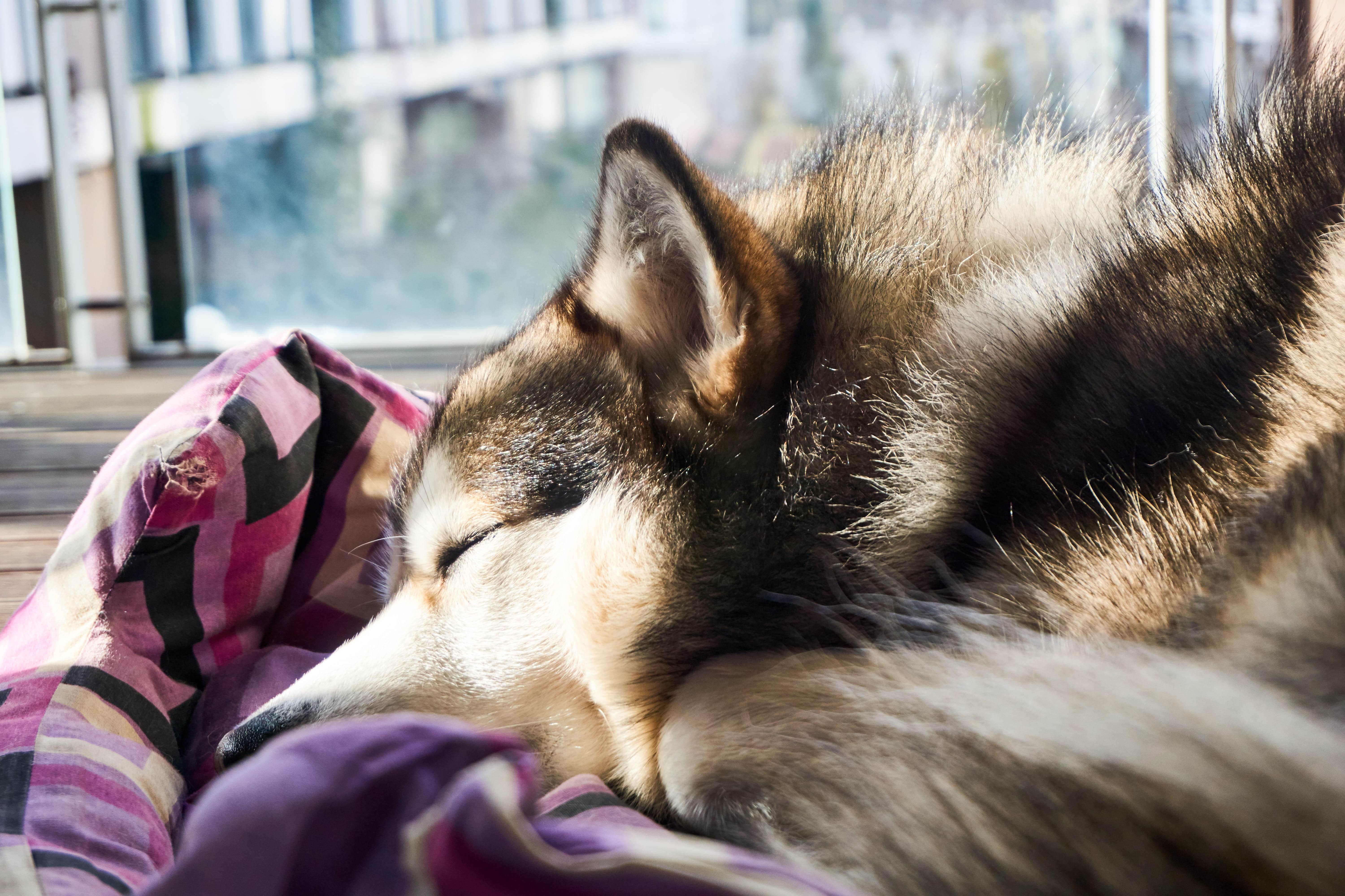 relaxation, furry, looking away, pets, day, sleep, animal themes, pet, huski, puppy, profile view, poland, haski, domestic, mammal, eyes closed, whisker, HD Wallpaper