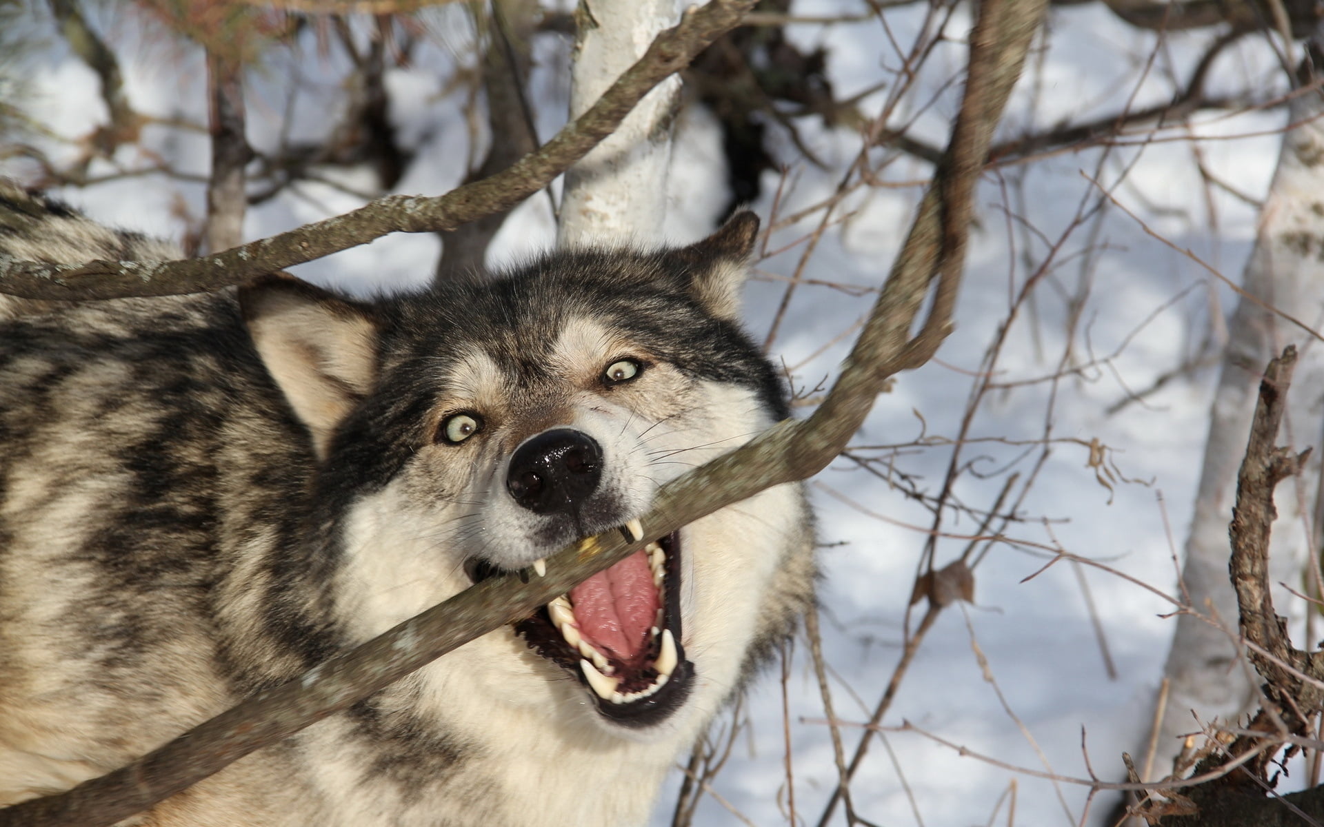 vertebrate, canine, focus on foreground, pets, animal, wildlife, beauty In Nature, mammal, gray Wolf, sled Dog, malamute, nature, snout, cute, cold temperature, HD Wallpaper