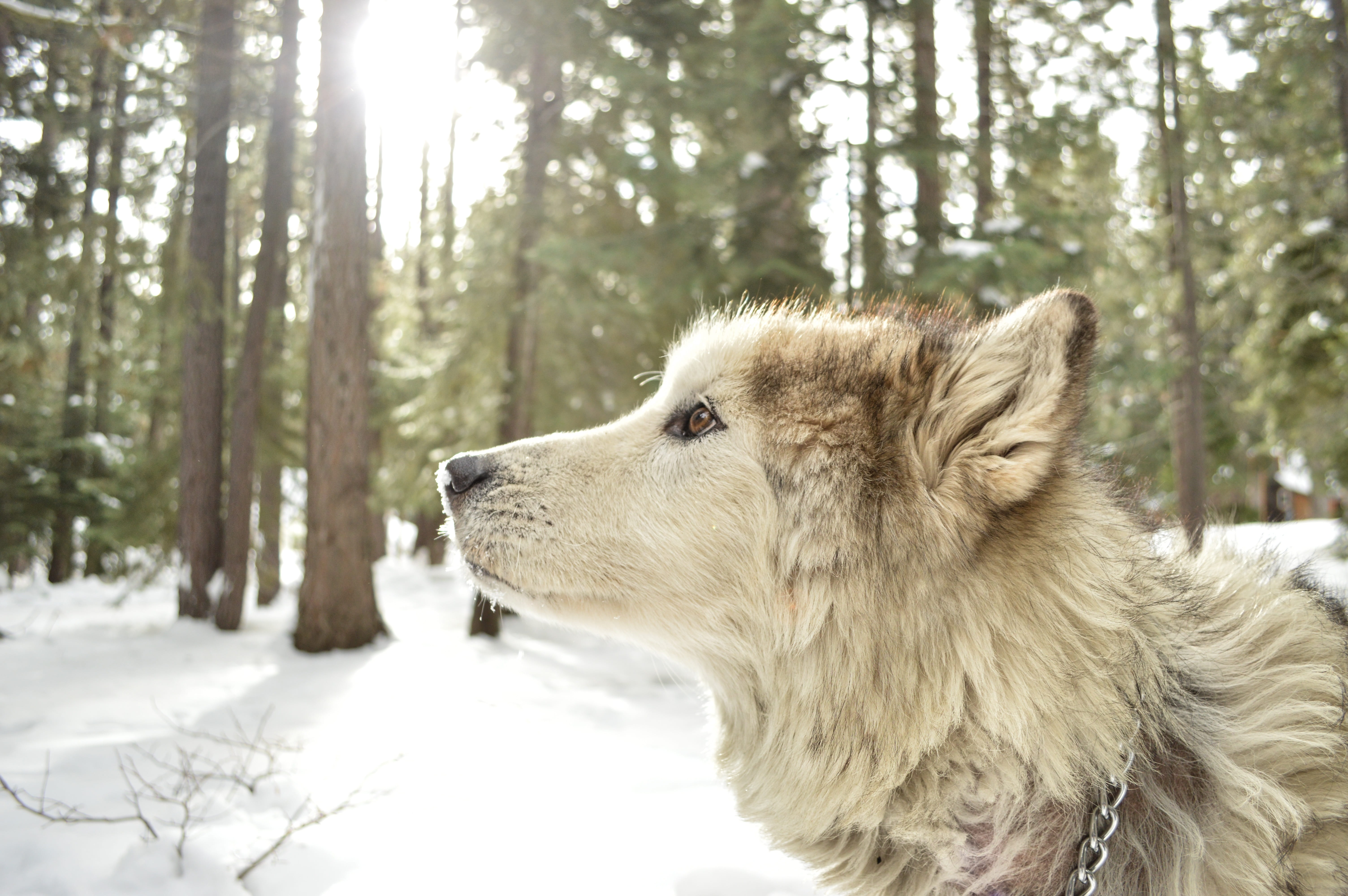 wolf, doggy, one animal, pets, tree, pet, malamute, mammal, fur, domestic, 5K, portrait, animal, grey, forest, land, vertebrate, cute, alaskan, closed, HD Wallpaper