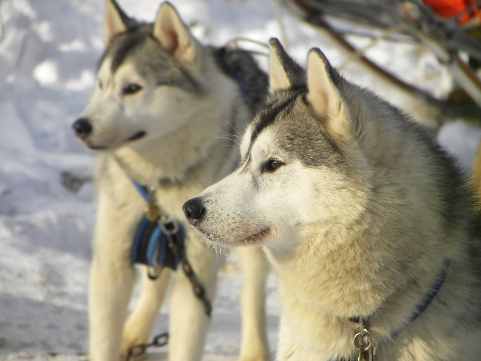 animal Nose, domestic Animals, malamute, siberia, arctic, snow, canine, outdoors, winter, siberian Husky, 720P, nature, vertebrate, animal, cold - Temperature, HD Wallpaper