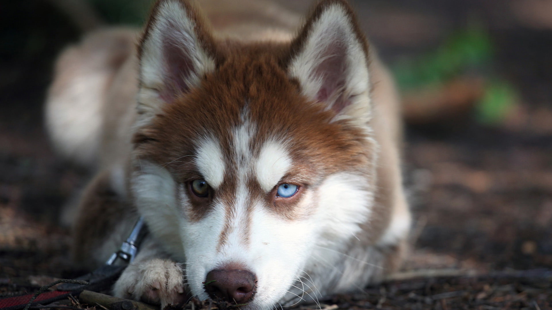 dog, animals, siberian husky, corgi, domestic animal, canine, eskimo dog, animal, 1080P, fur, malamute, pet, sled dog, HD Wallpaper