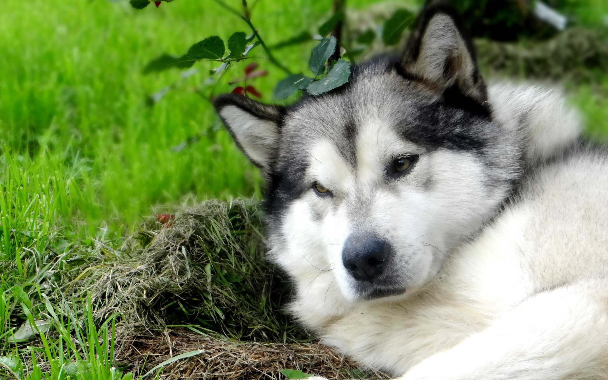 no people, grass, animal themes, pets, 2K, domestic, land, alaskan malamute, domestic animals, relaxation, sled dog, vertebrate, nature, canine, one animal, HD Wallpaper