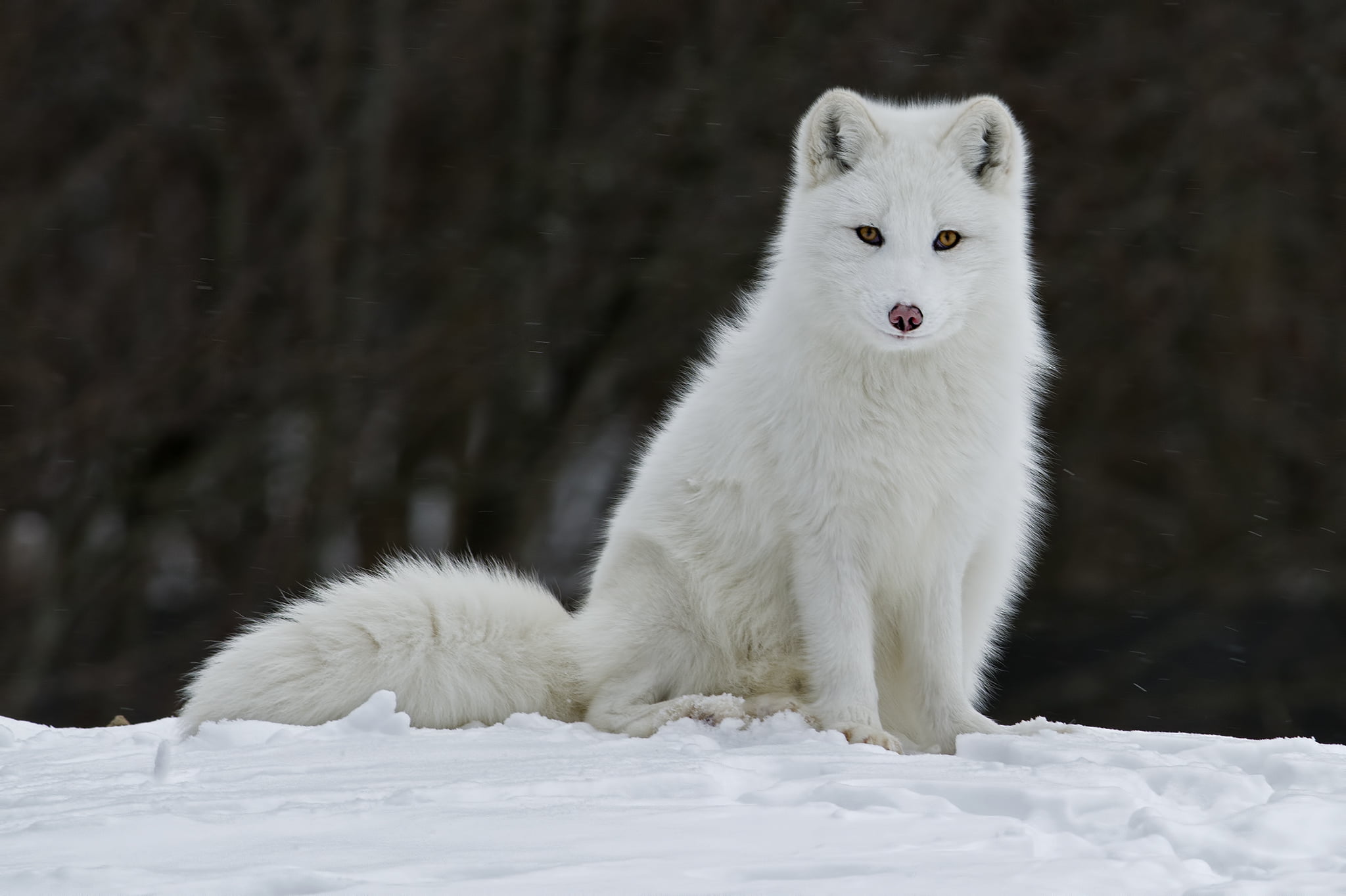 animal wildlife, cold temperature, pets, dog, young Animal, carnivore, 1080P, focus on foreground, siberia, field, purebred Dog, malamute, domestic, sled Dog, HD Wallpaper