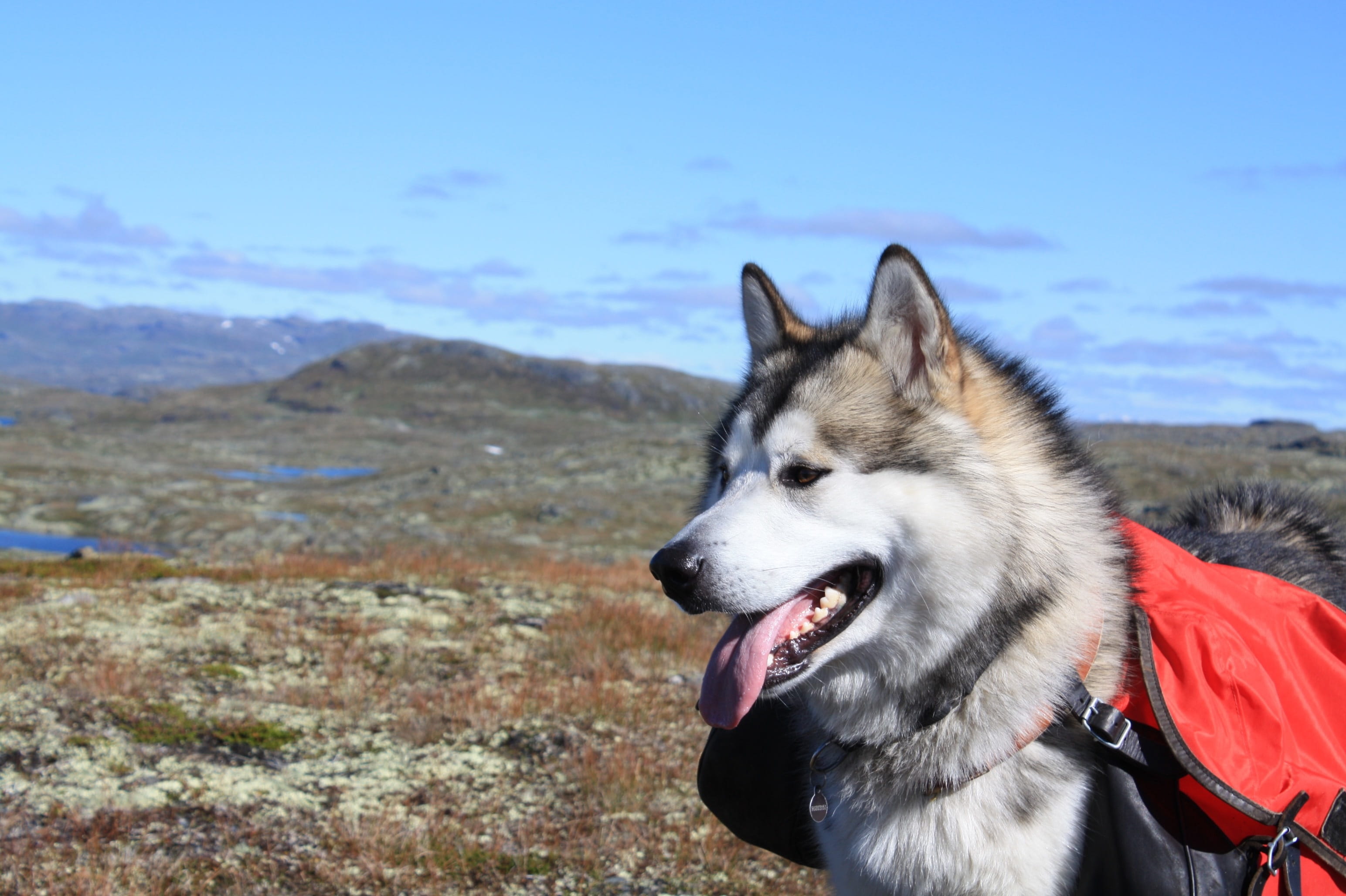 animal mouth, vertebrate, outdoors, husky, siberian husky, domestic animals, canine, tour, adult, one animal, animal themes, the mountain, Sled Dog, animal, HD Wallpaper