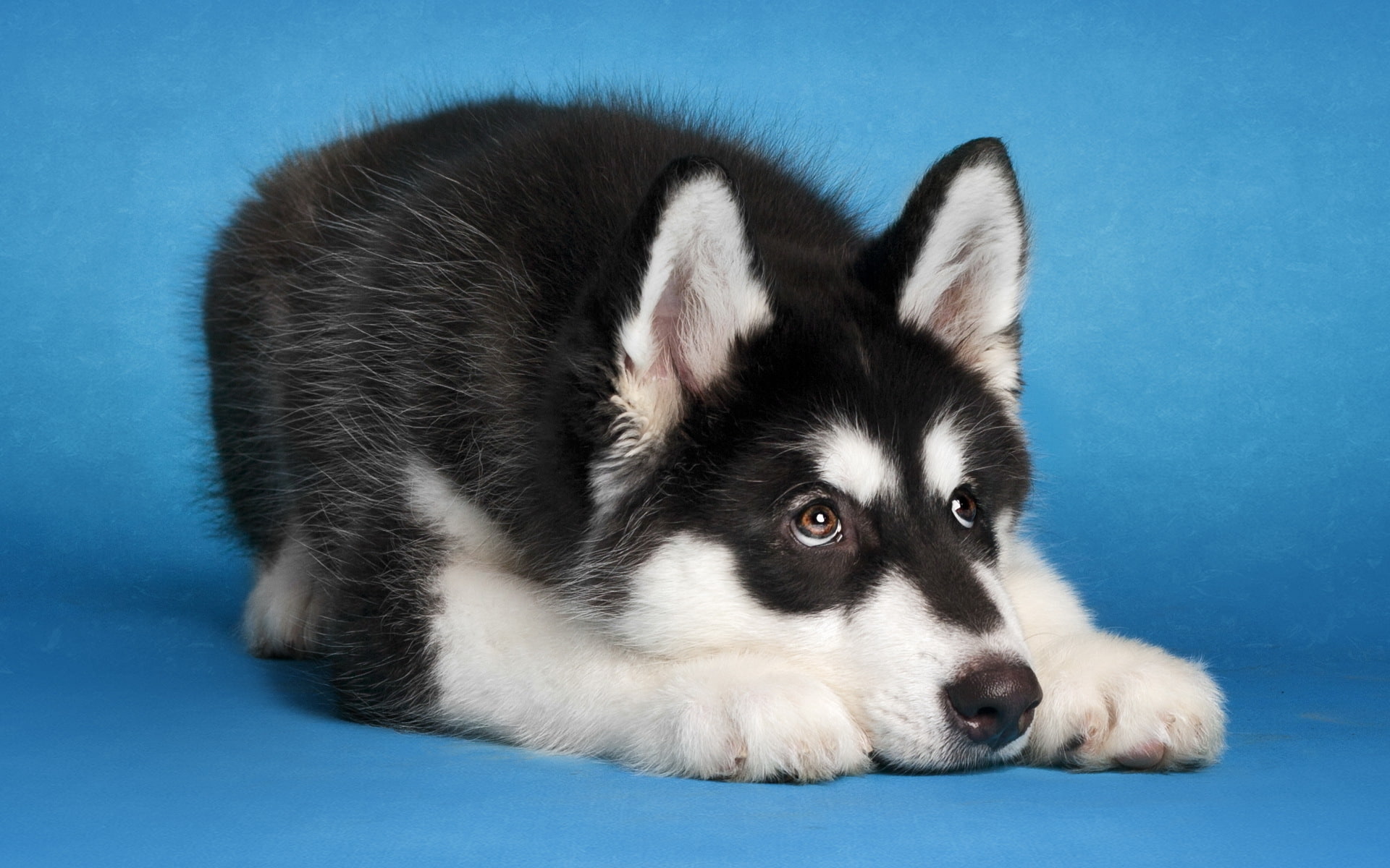 dog, Malamute, each, 1080P, HD Wallpaper