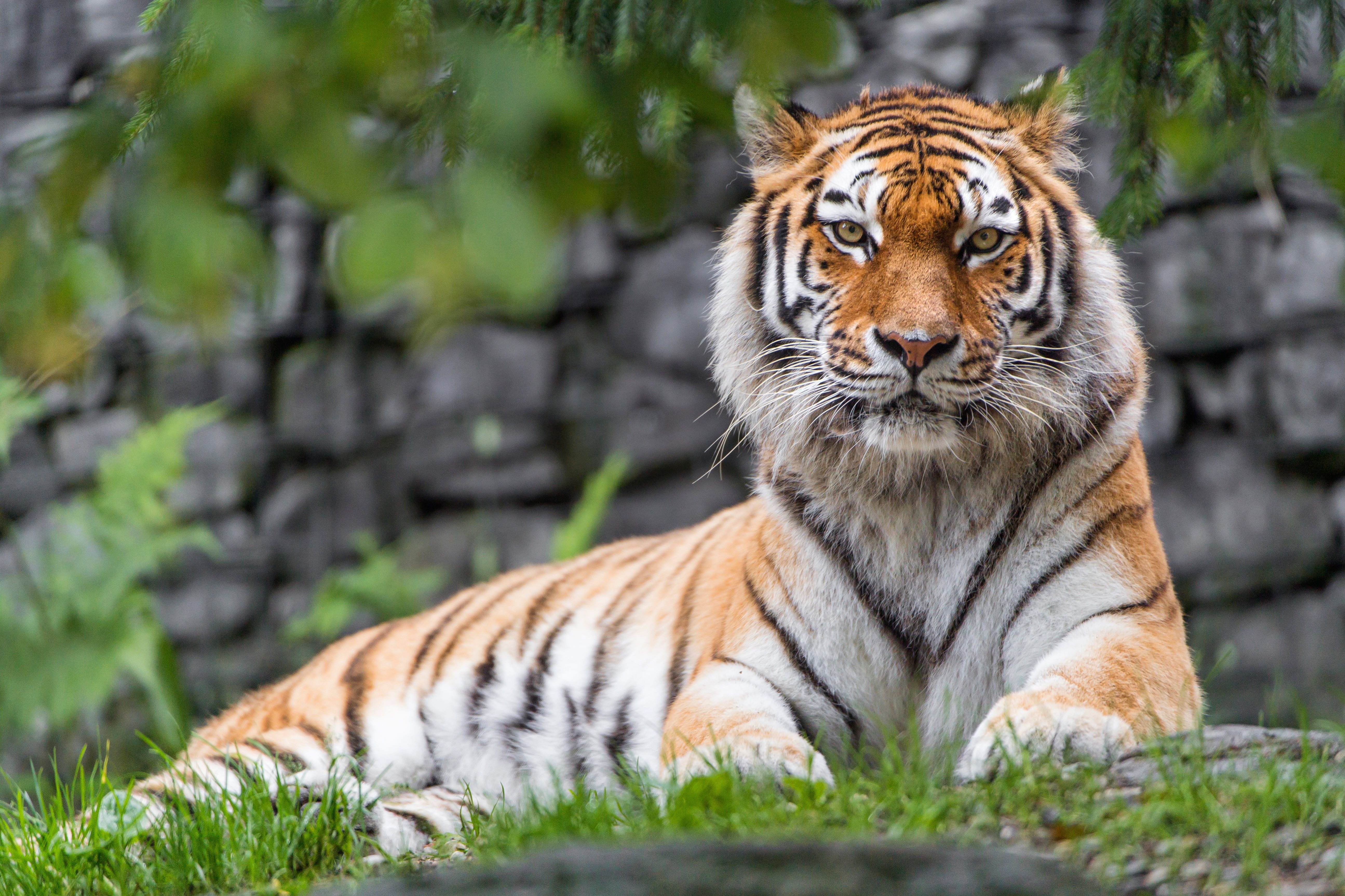 Female, vertebrate, portrait, tiger, Big cat, plant, animal themes, outdoors, 5K, Siberian Tiger, cat, undomesticated cat, feline, nature, carnivora, mammal, HD Wallpaper