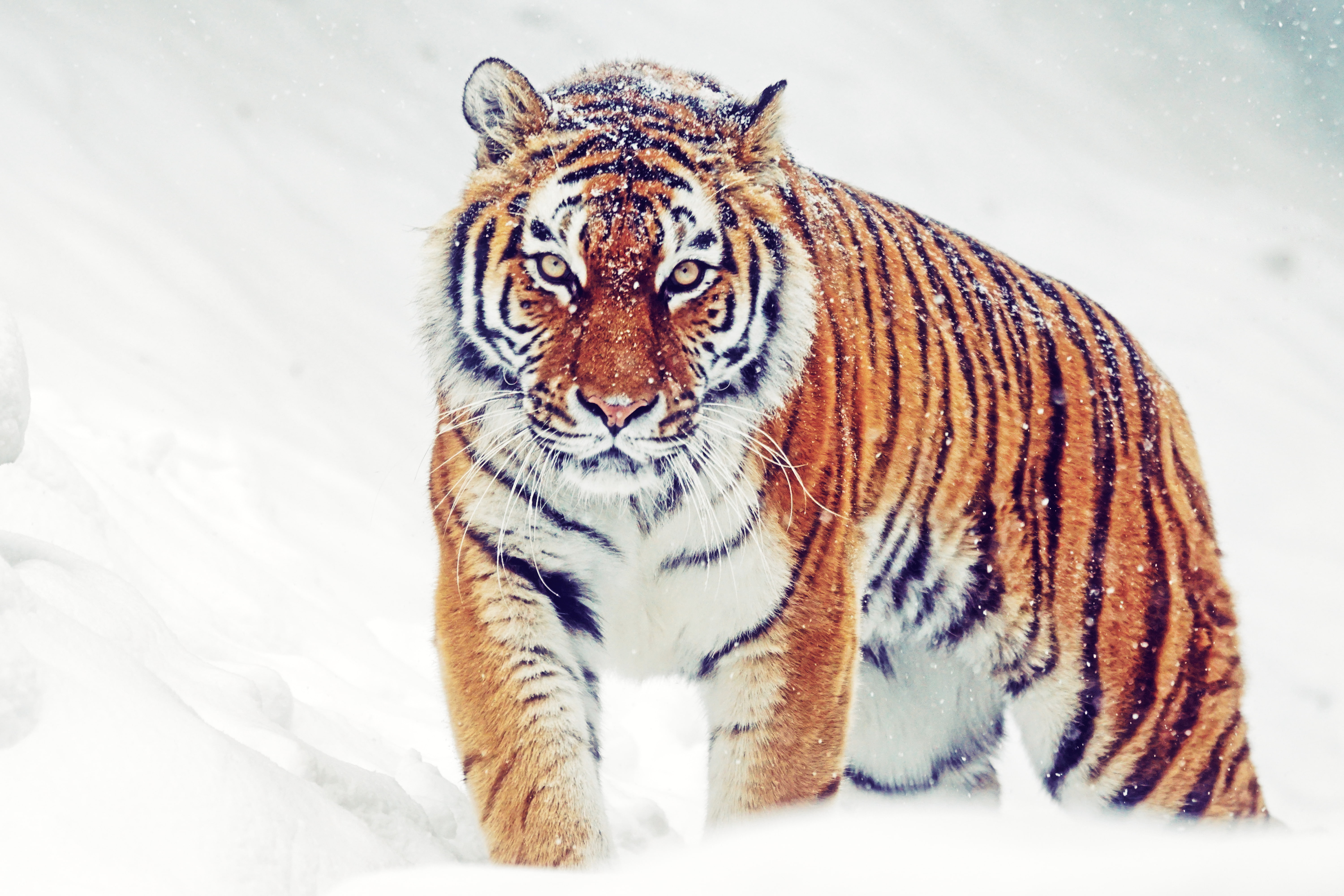 5K, 5K, HD, Winter, Snowfall, Siberian tiger, HD Wallpaper