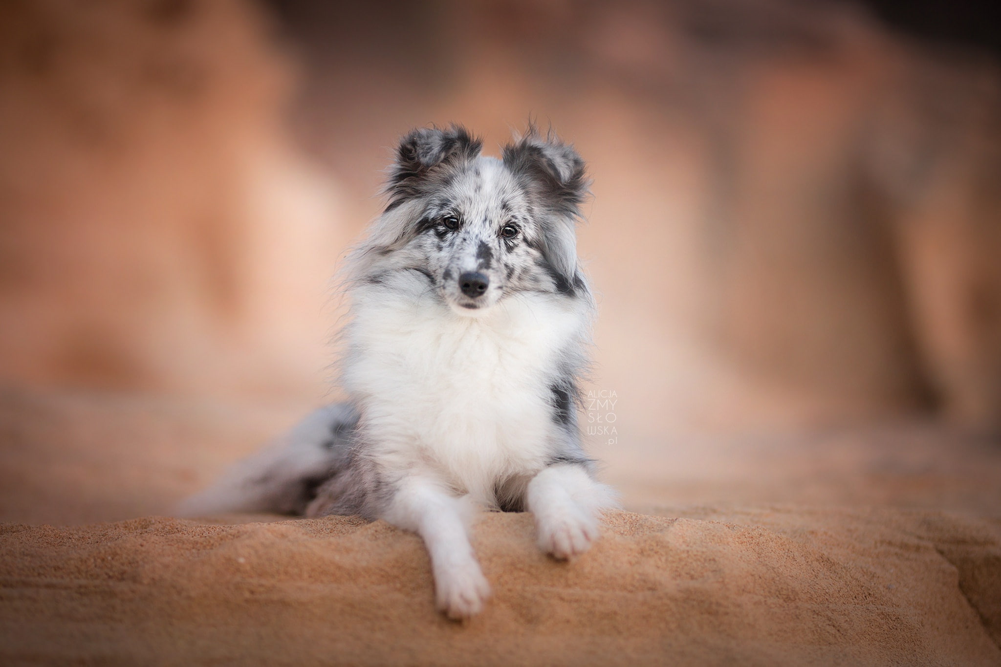 each, Shetland Sheepdog, look, sheltie, 1080P, dog, HD Wallpaper