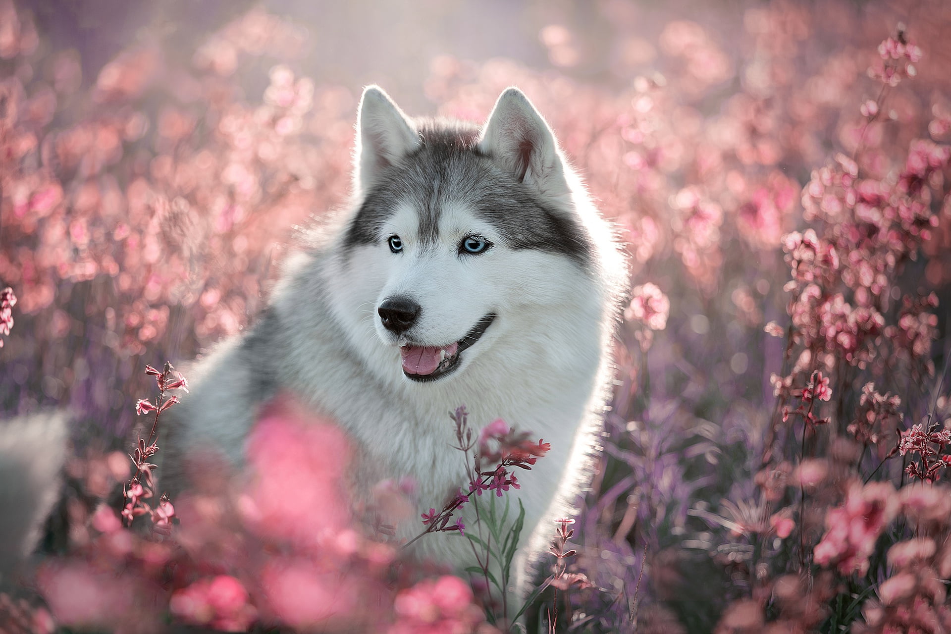 Pet, Dog, Husky, Flower, 1080P, Dogs, HD Wallpaper