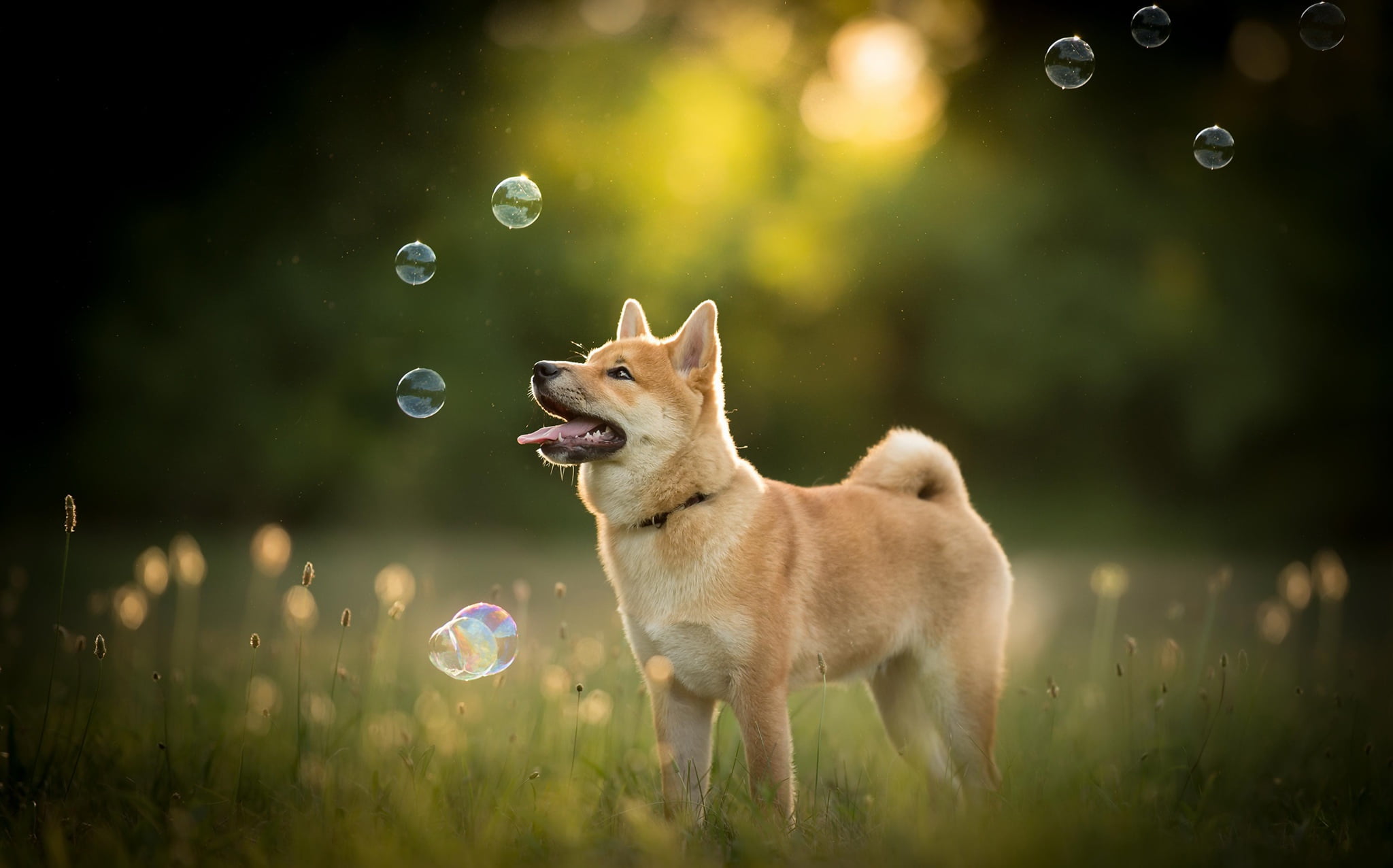 cat, brown, grass, domestic animals, animals, day, dog, animal themes, white, field, land, pets, bubbles, short, animal, tongues, domestic, selective focus, HD Wallpaper