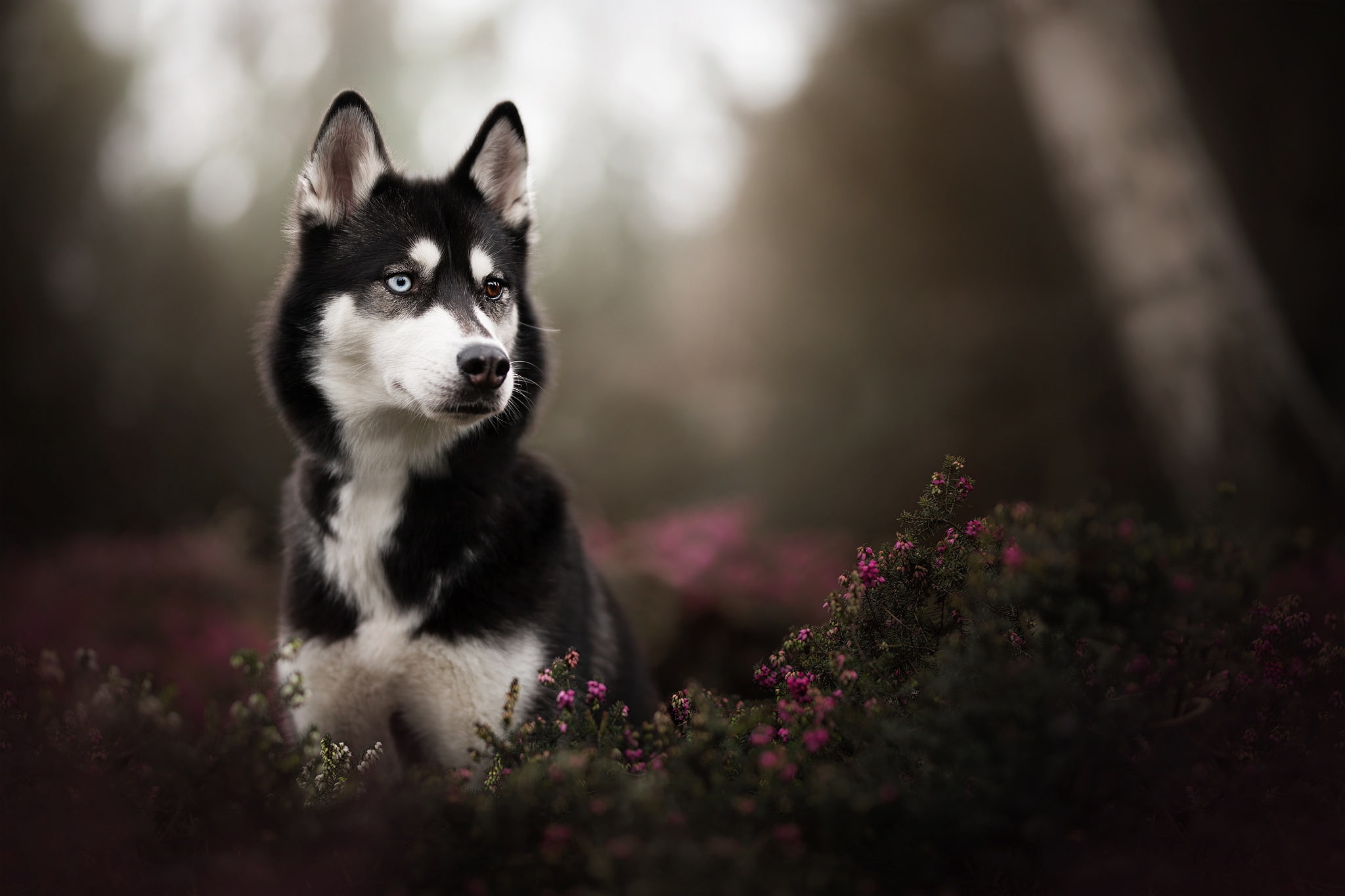 Heterochromia, 1080P, Sakhalin Husky, city, HD Wallpaper